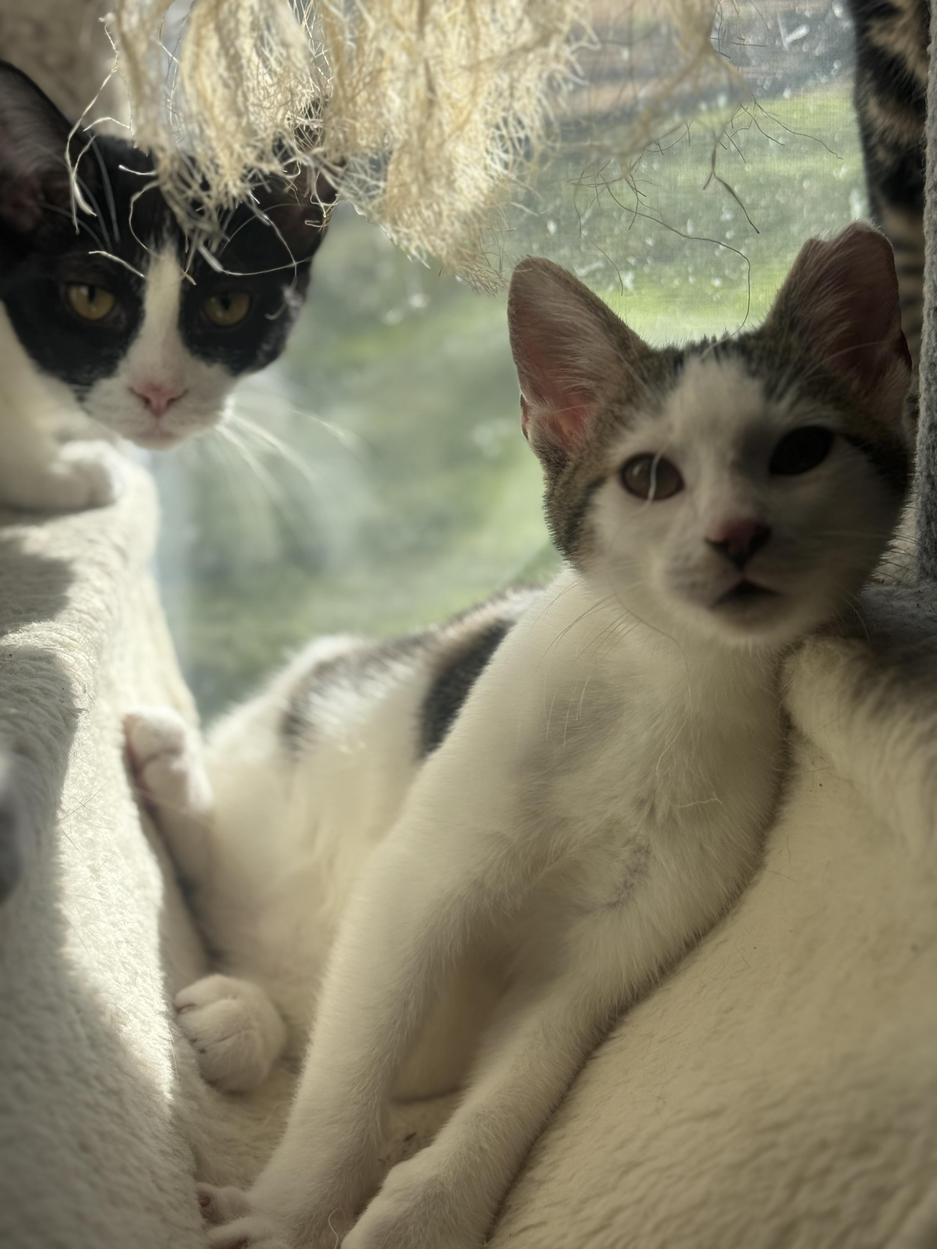 Binx, Adoptable, Kitten Male American Shorthair.