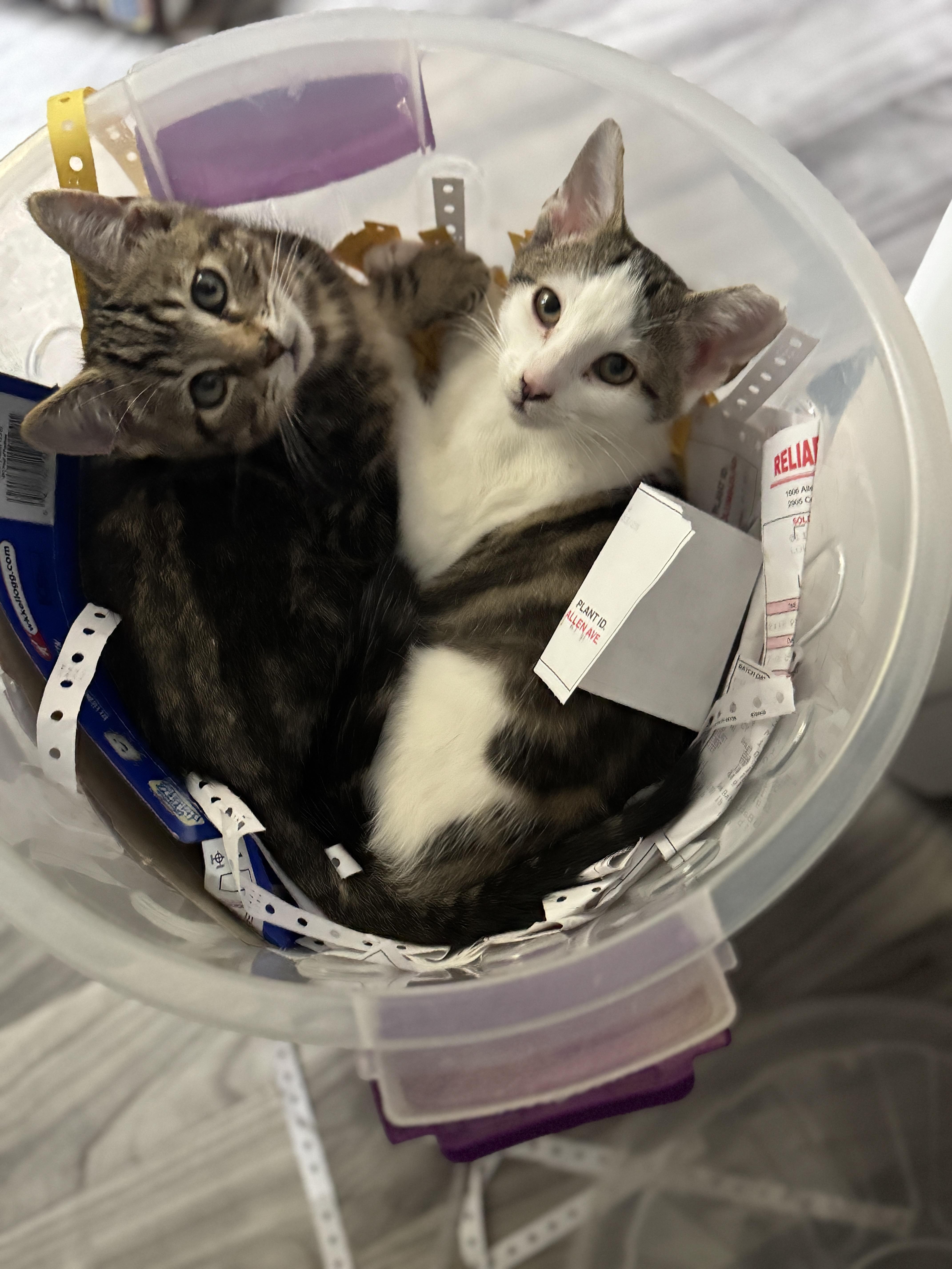 Binx, a Adoptable American Shorthair in Massillon, OH image 2/4