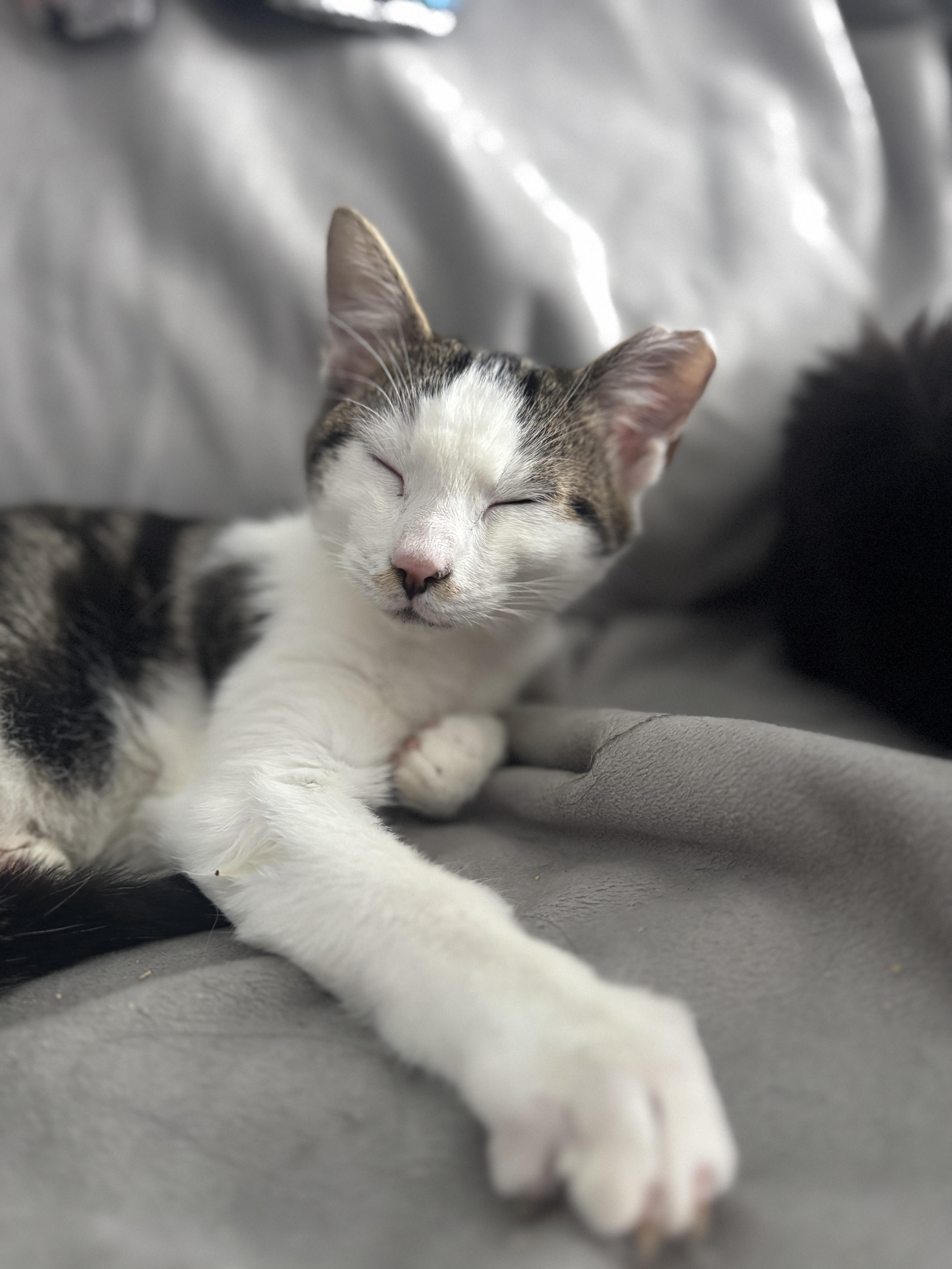 Enlarge Binx, a Adoptable American Shorthair in Massillon, OH image 1/5