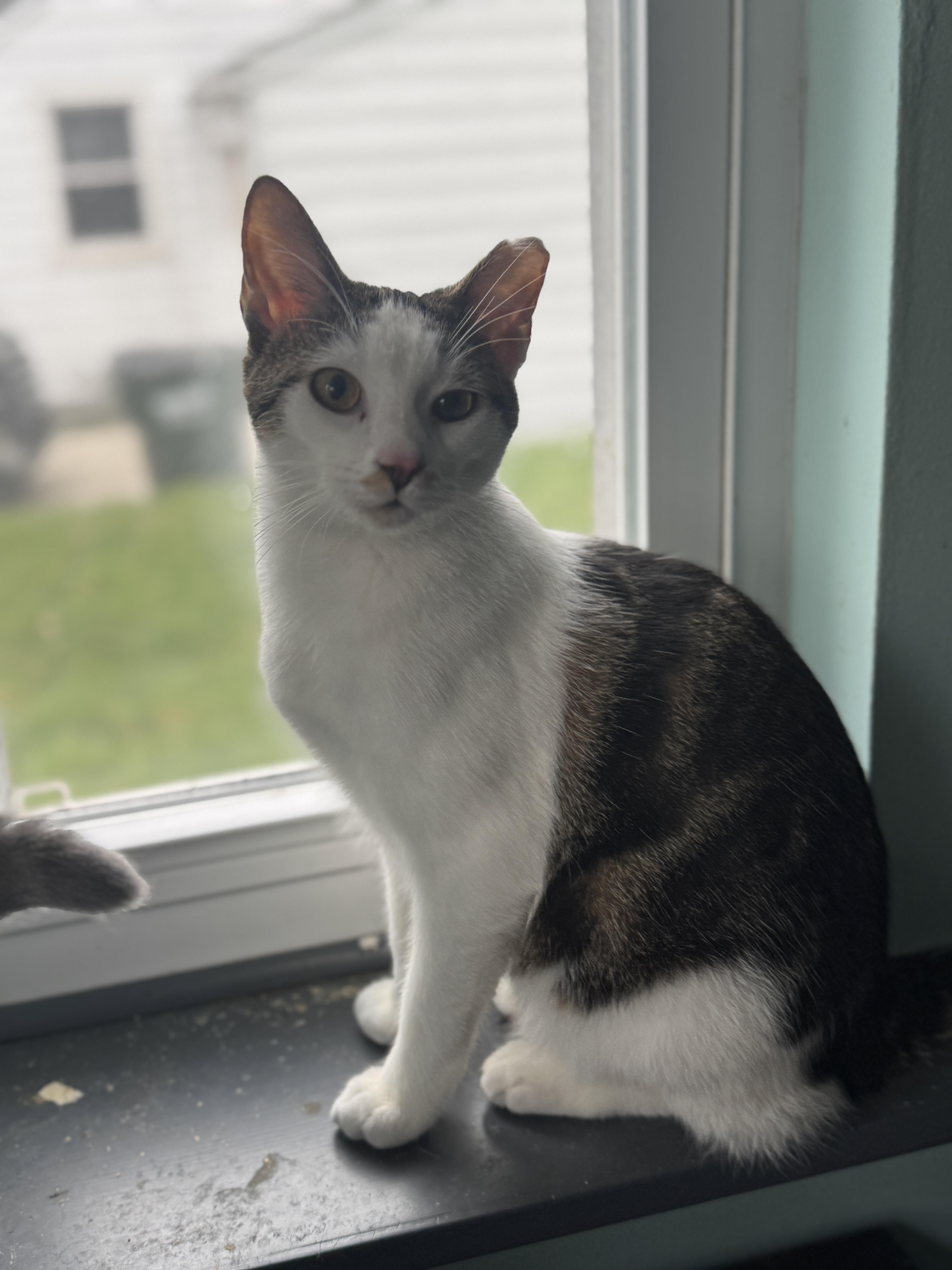 Enlarge Binx, a Adoptable American Shorthair in Massillon, OH image 6/6