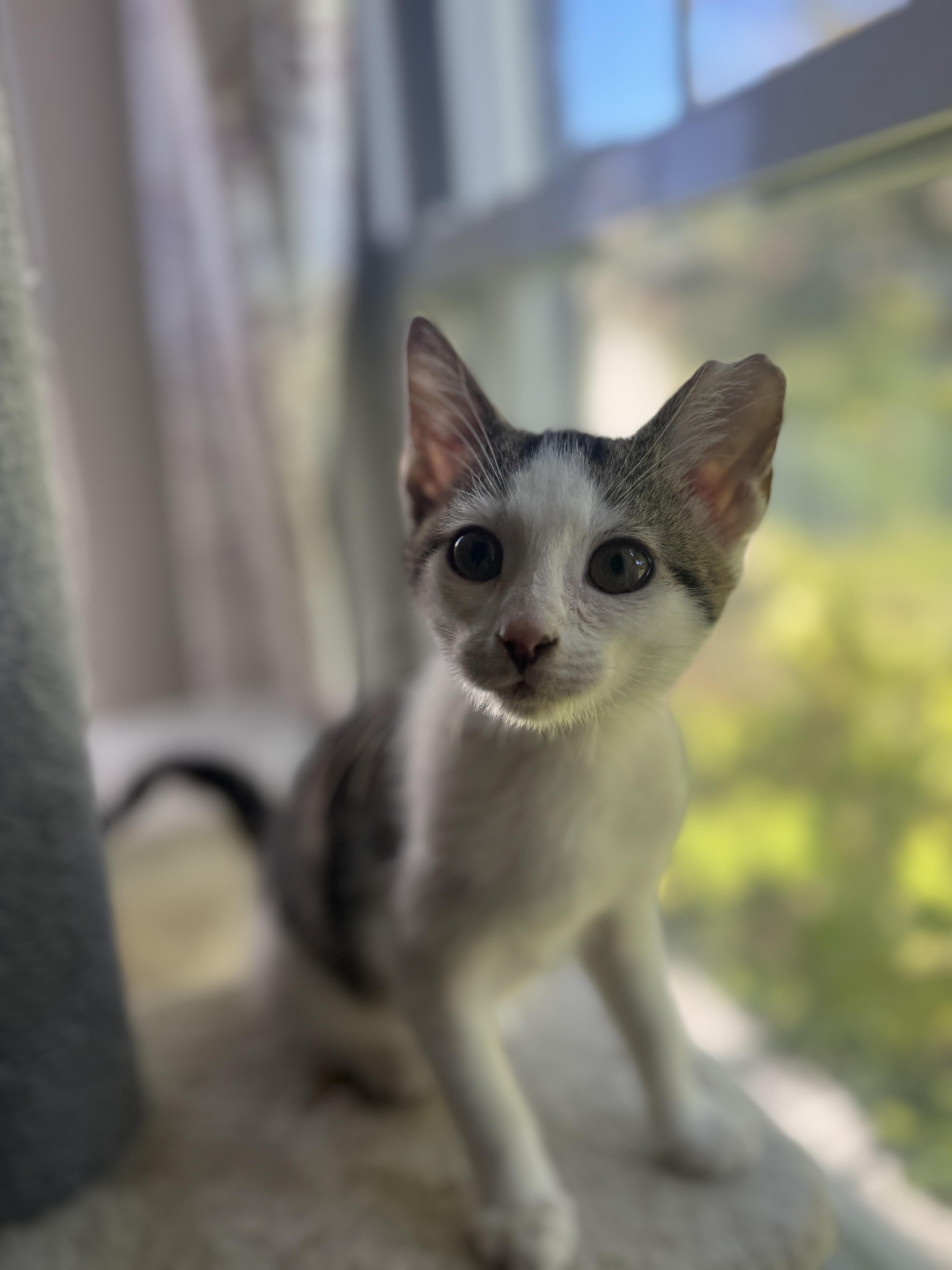 Binx, a Adoptable American Shorthair in Massillon, OH image 3/4