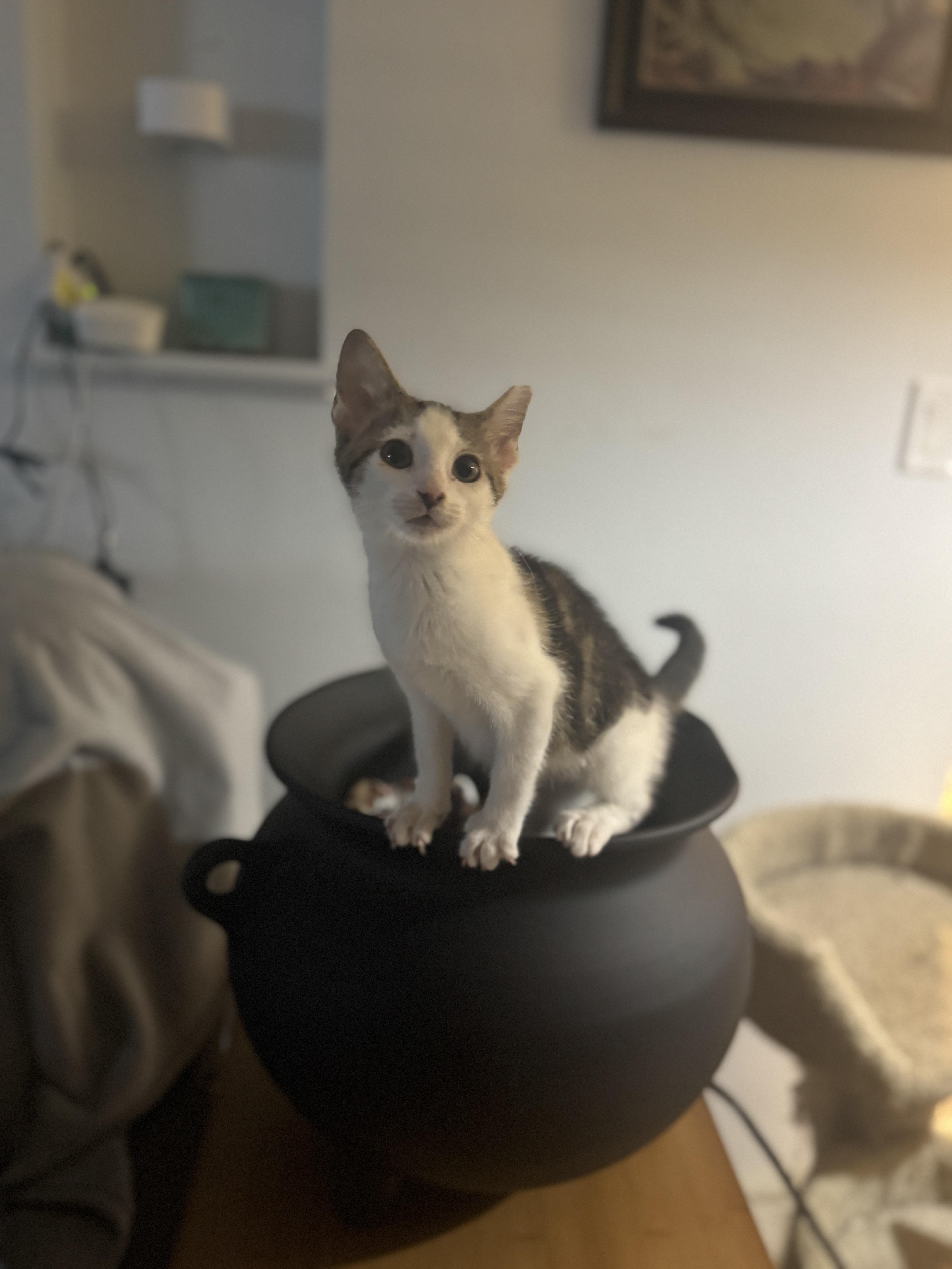 Binx, a Adoptable American Shorthair in Massillon, OH image 4/4