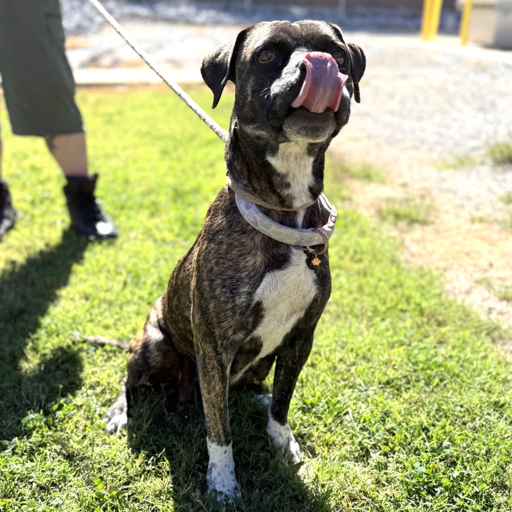 KayKay, Adoptable, Adult Female Boxer & Pit Bull Terrier.