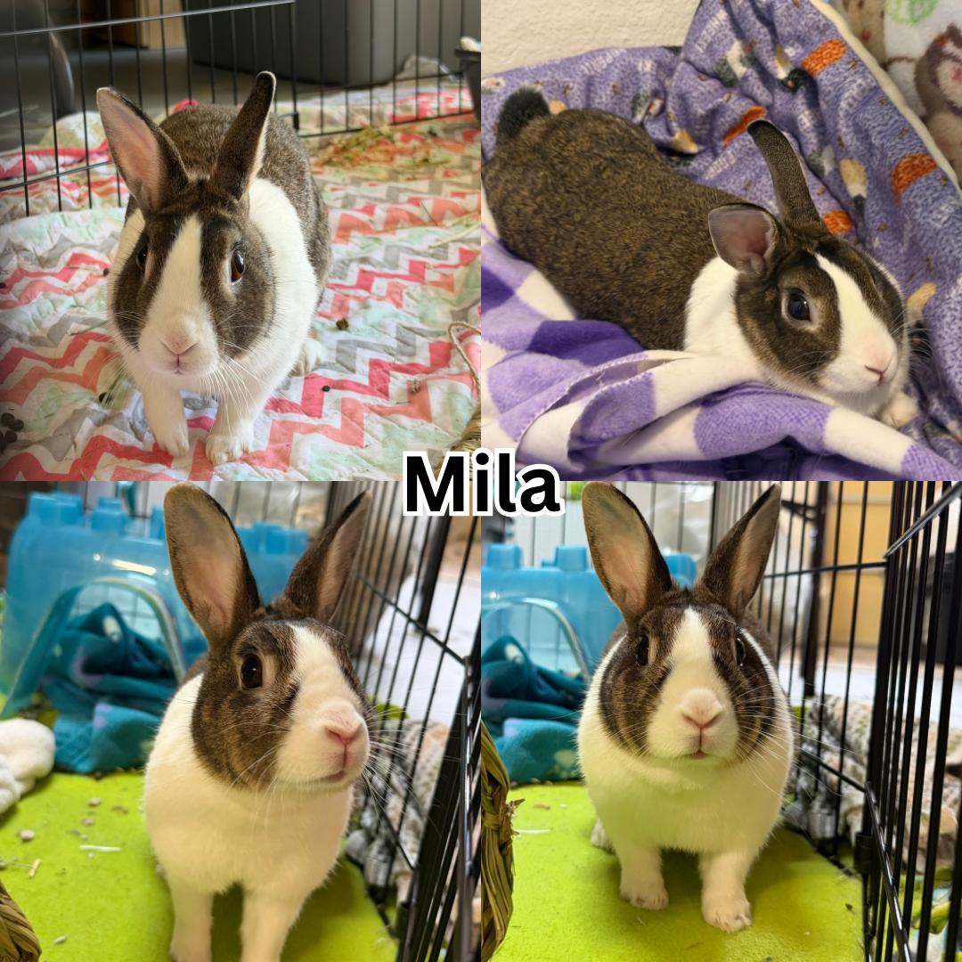 Mila, ADOPTABLE, Adult Female Dwarf.