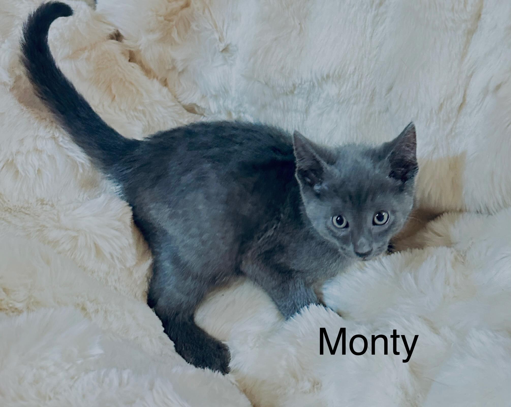 Enlarge Monty, an adopted Domestic Short Hair in South Elgin, IL image 1/2