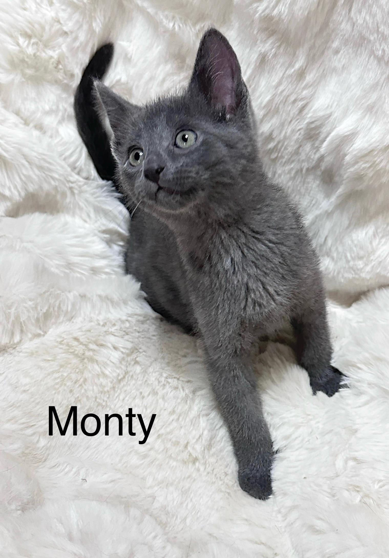 Enlarge Monty, an adopted Domestic Short Hair in South Elgin, IL image 2/2
