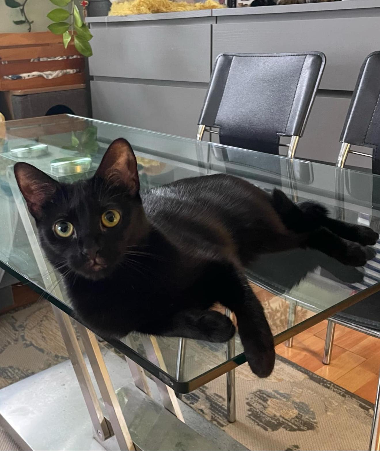 Enlarge Pearl, a Adoptable Domestic Short Hair in Brooklyn , NY image 1/6