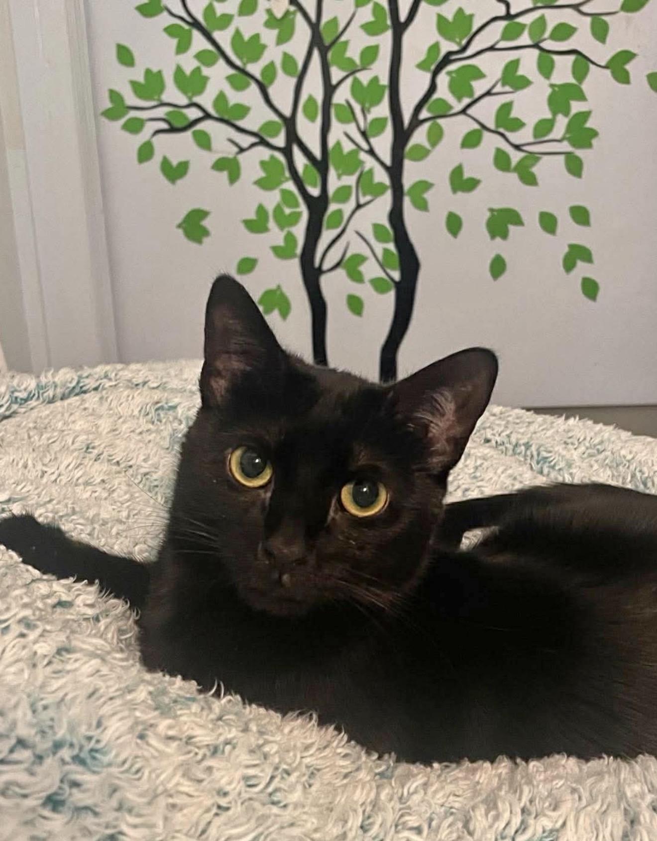 Enlarge Pearl, a Adoptable Domestic Short Hair in Brooklyn , NY image 2/6