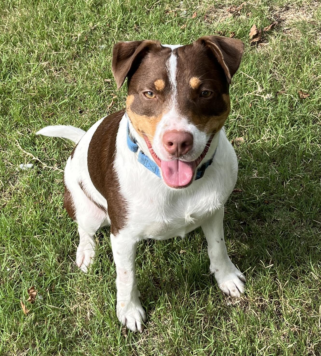 WOODY, ADOPTABLE, Young Male Terrier & Hound.
