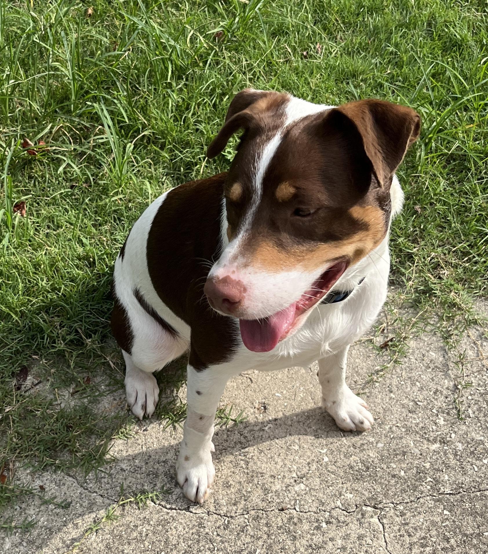 WOODY, a ADOPTABLE mixed breed in Edisto Island, SC image 2/5