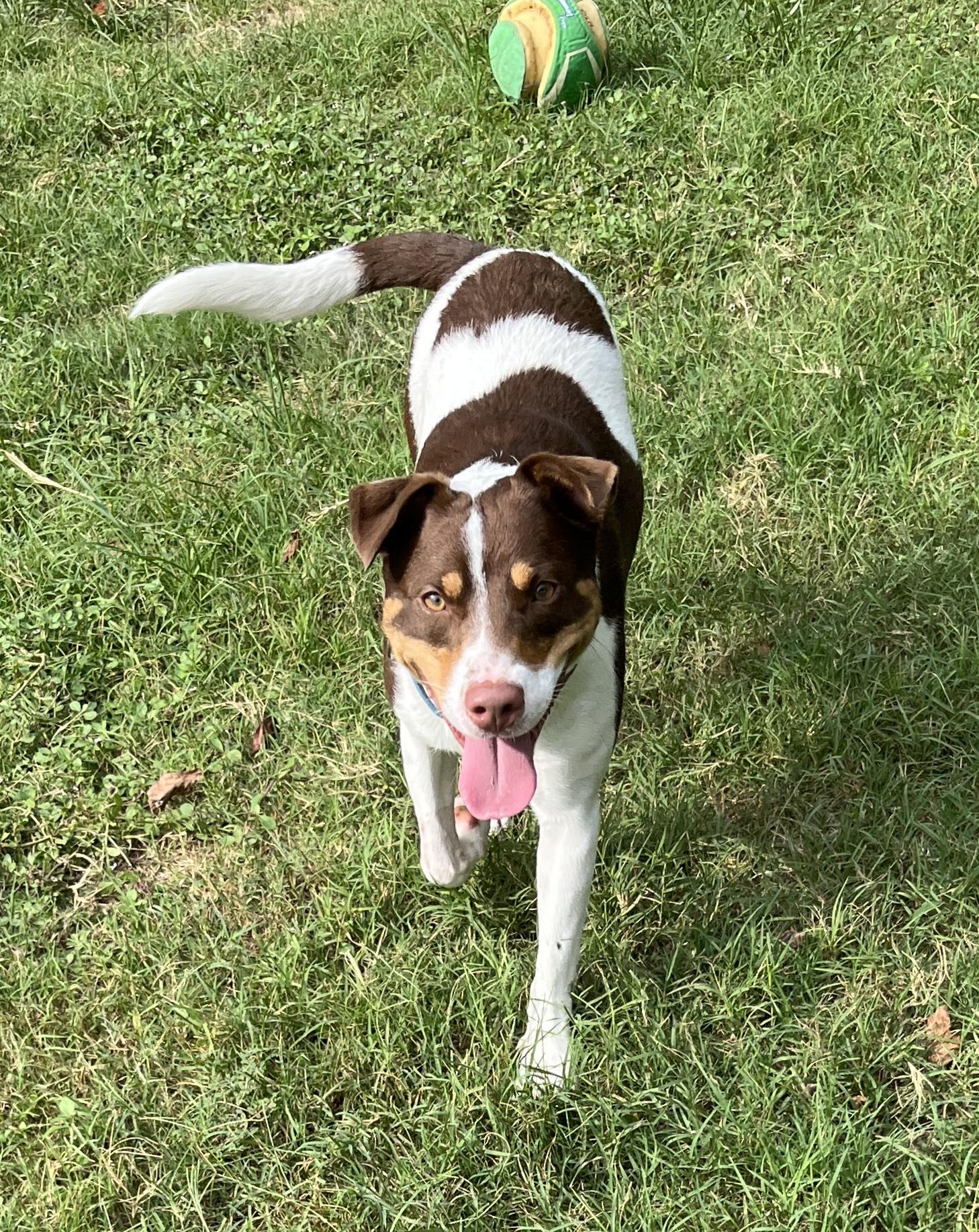 WOODY, a ADOPTABLE mixed breed in Edisto Island, SC image 3/5