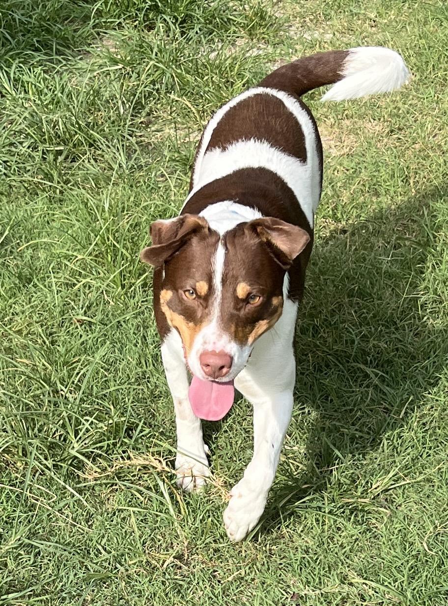 WOODY, a ADOPTABLE mixed breed in Edisto Island, SC image 4/5