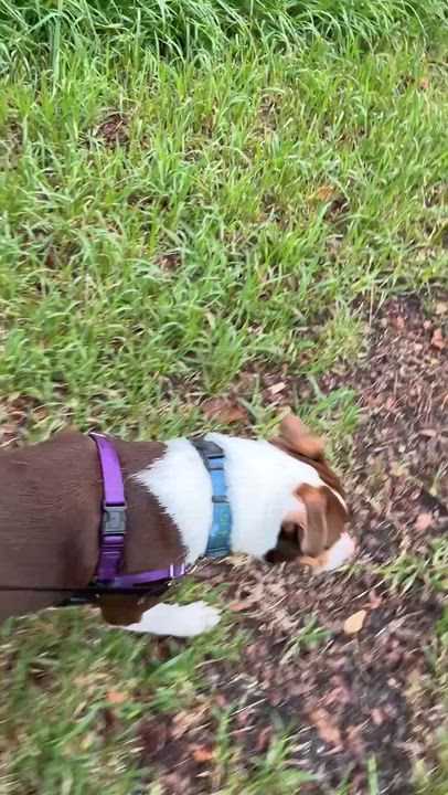Enlarge WOODY, a ADOPTABLE mixed breed in Edisto Island, SC video 5/5