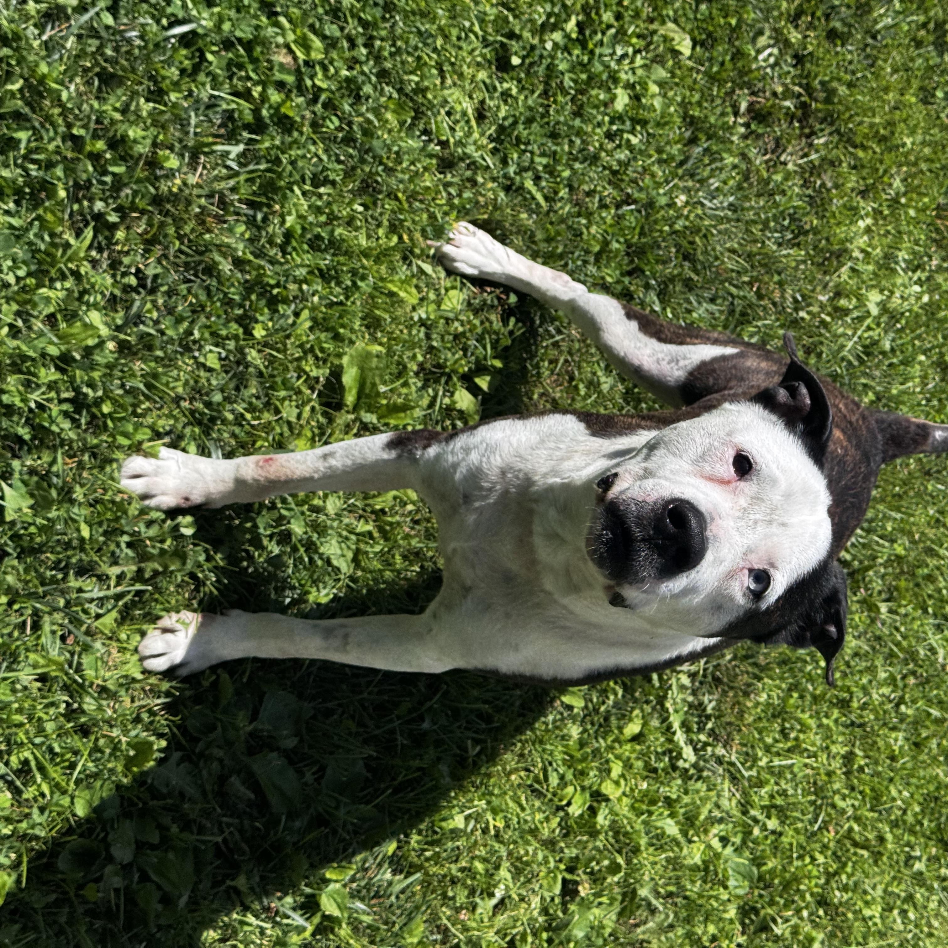 Tucker, Adopted, Adult Male Mixed Breed.