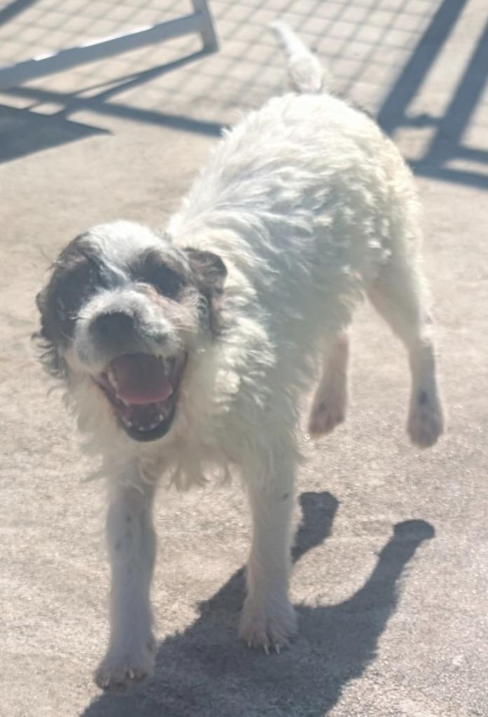 Enlarge Carley-Small Breed Girl!, a Adopted mixed breed in Fort Myers, FL image 1/4