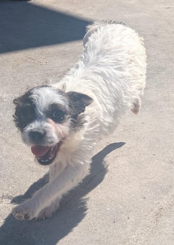 Enlarge Carley-Small Breed Girl!, a Adopted mixed breed in Fort Myers, FL image 2/4