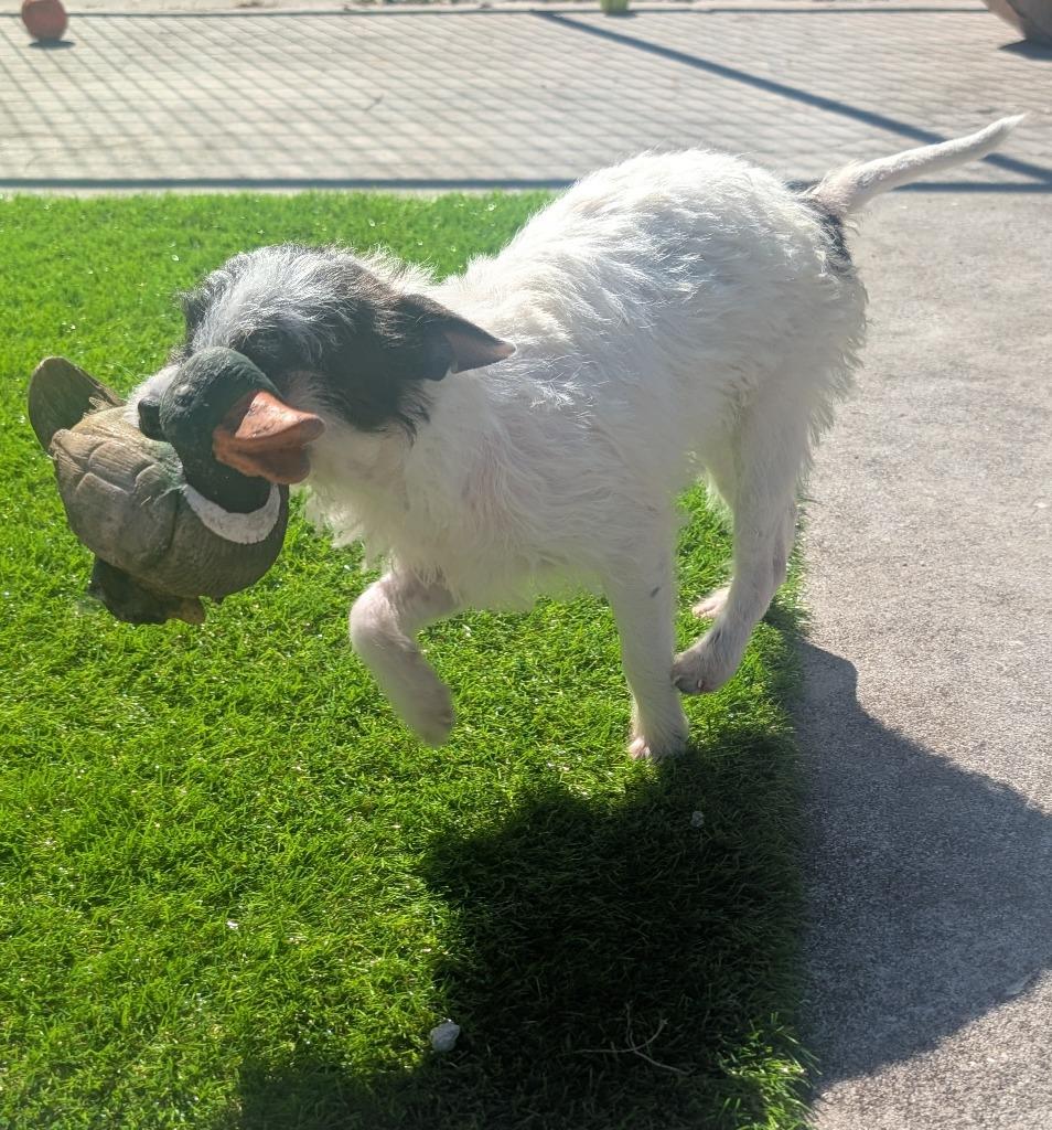 Enlarge Carley-Small Breed Girl!, a Adopted mixed breed in Fort Myers, FL image 3/4