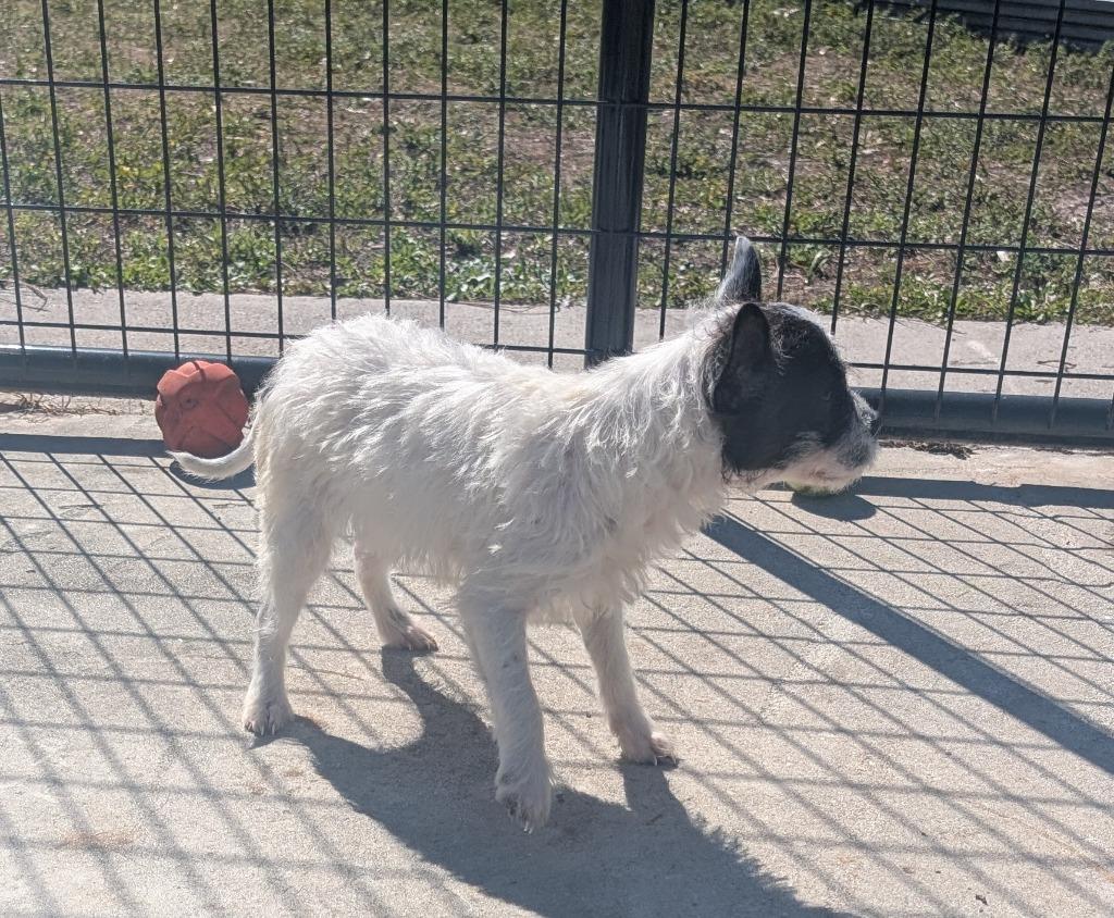 Enlarge Carley-Small Breed Girl!, a Adopted mixed breed in Fort Myers, FL image 4/4