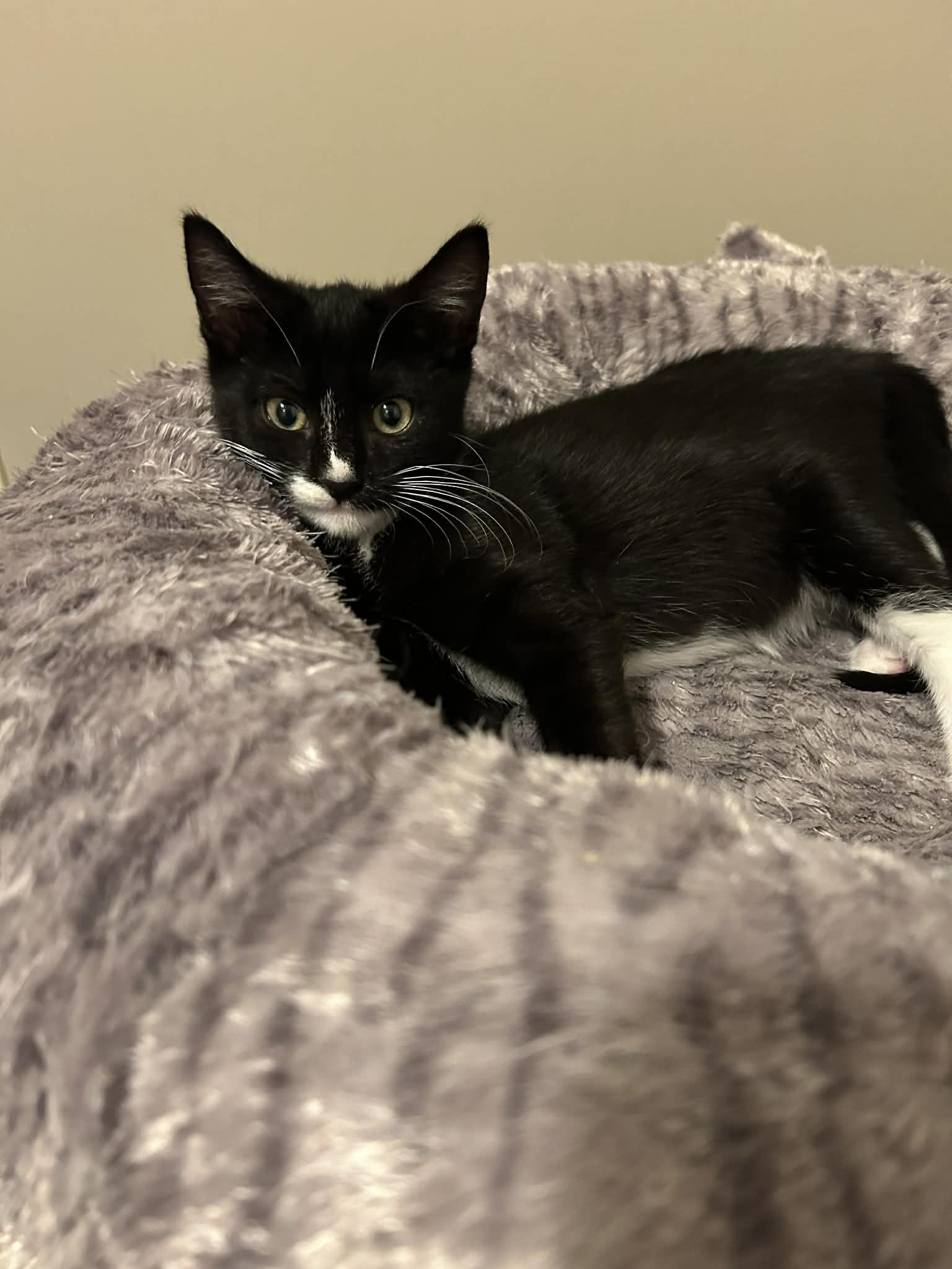 Twinkle, ADOPTABLE, Kitten Female Domestic Short Hair.