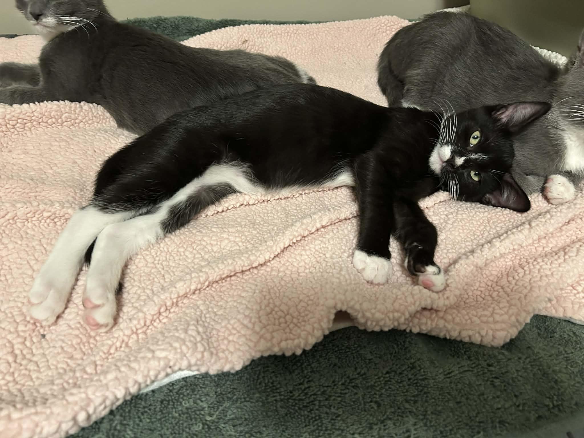 Twinkle, a ADOPTABLE Domestic Short Hair in Wading River, NY image 5/6