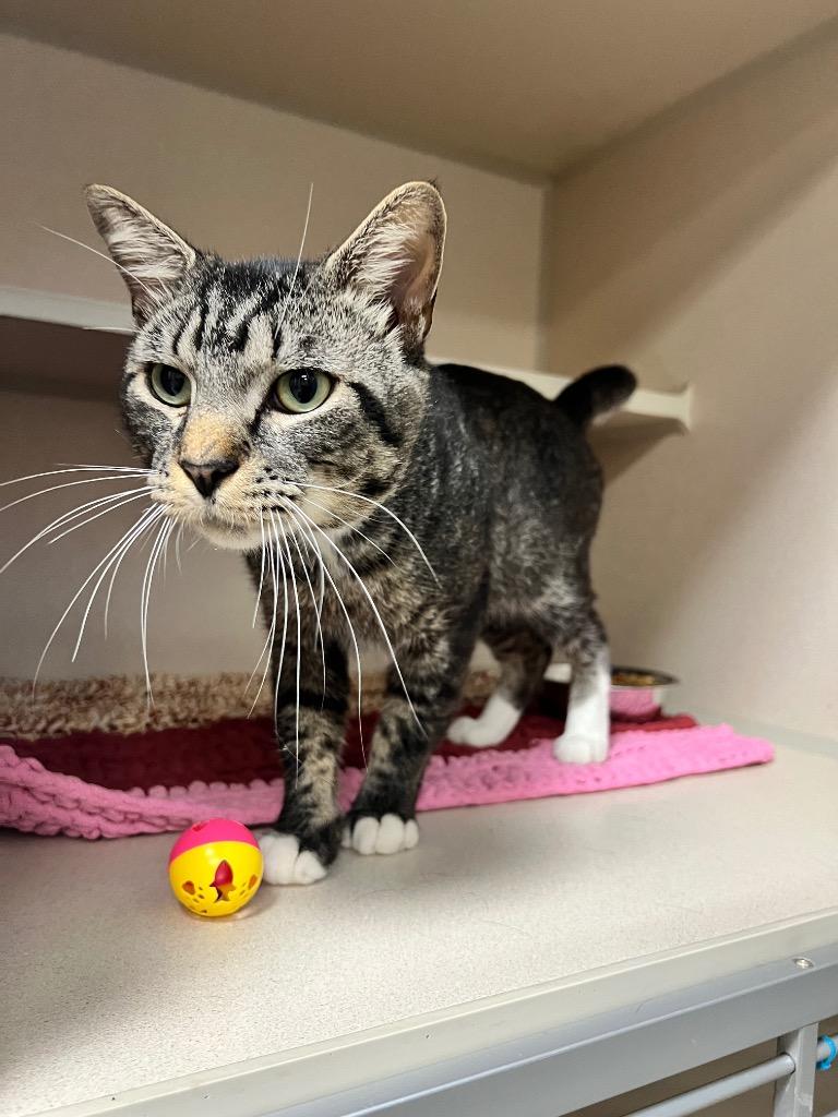 Enlarge Gerald, a Adoptable mixed breed in Clarksville, TN image 2/4