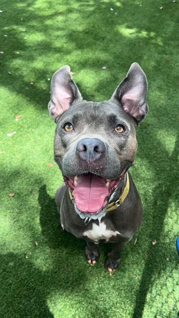 MILLIE, Adoptable, Adult Female Pit Bull Terrier.