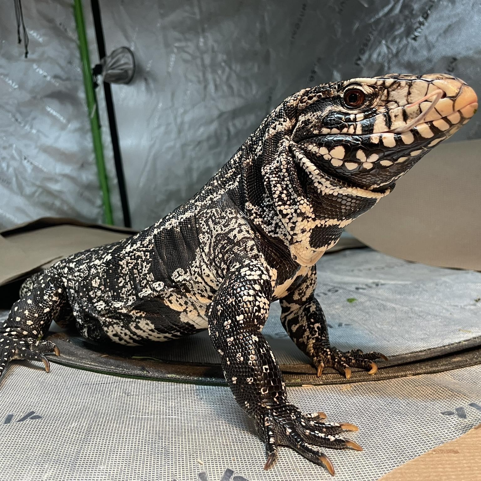 Dasha, Adoptable, Adult Female Lizard.
