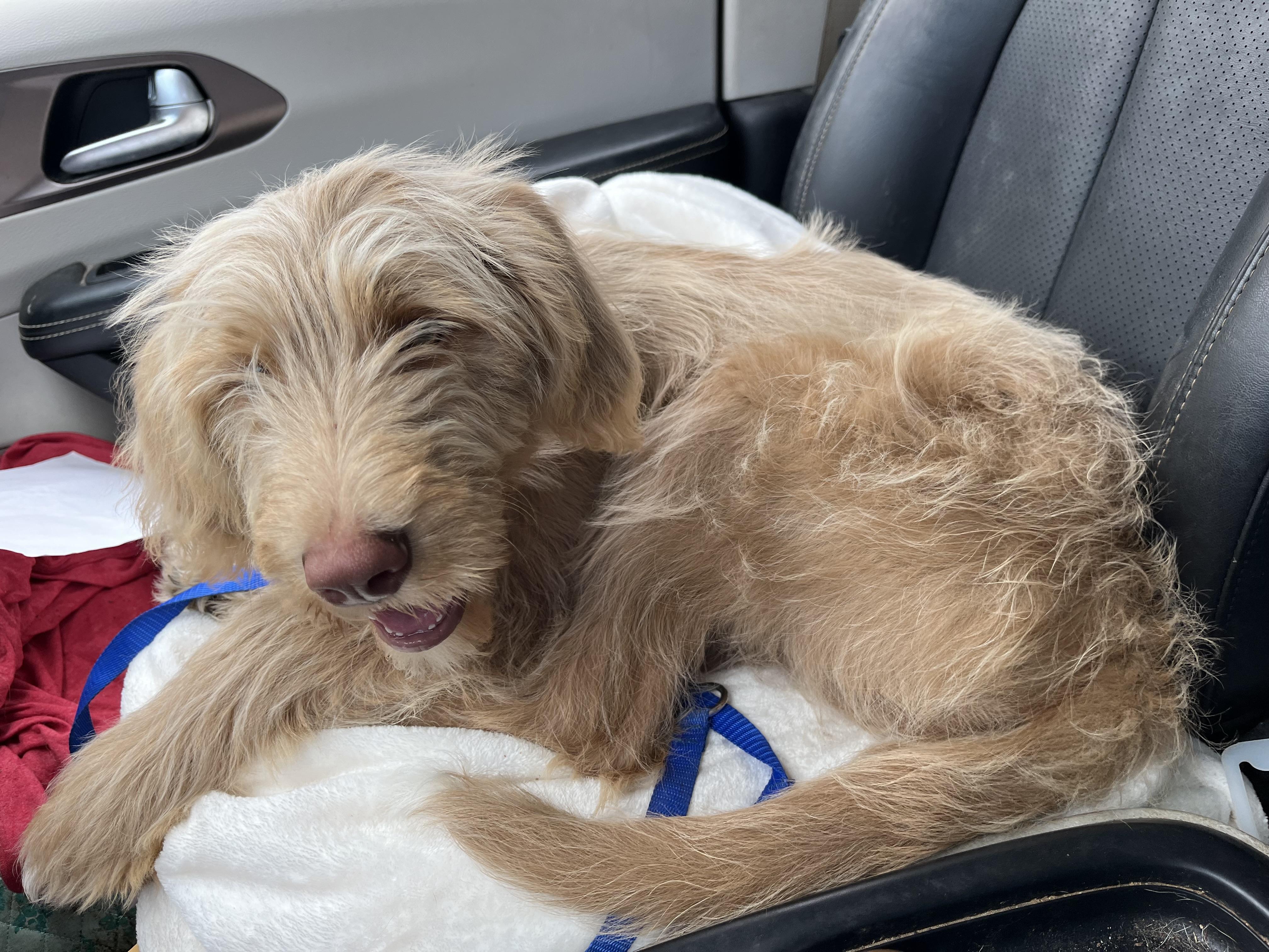 Enlarge Lilly.  VIDEO. (Fluffy and Fun), a Adoptable mixed breed in Mt laurel Township, NJ image 1/5