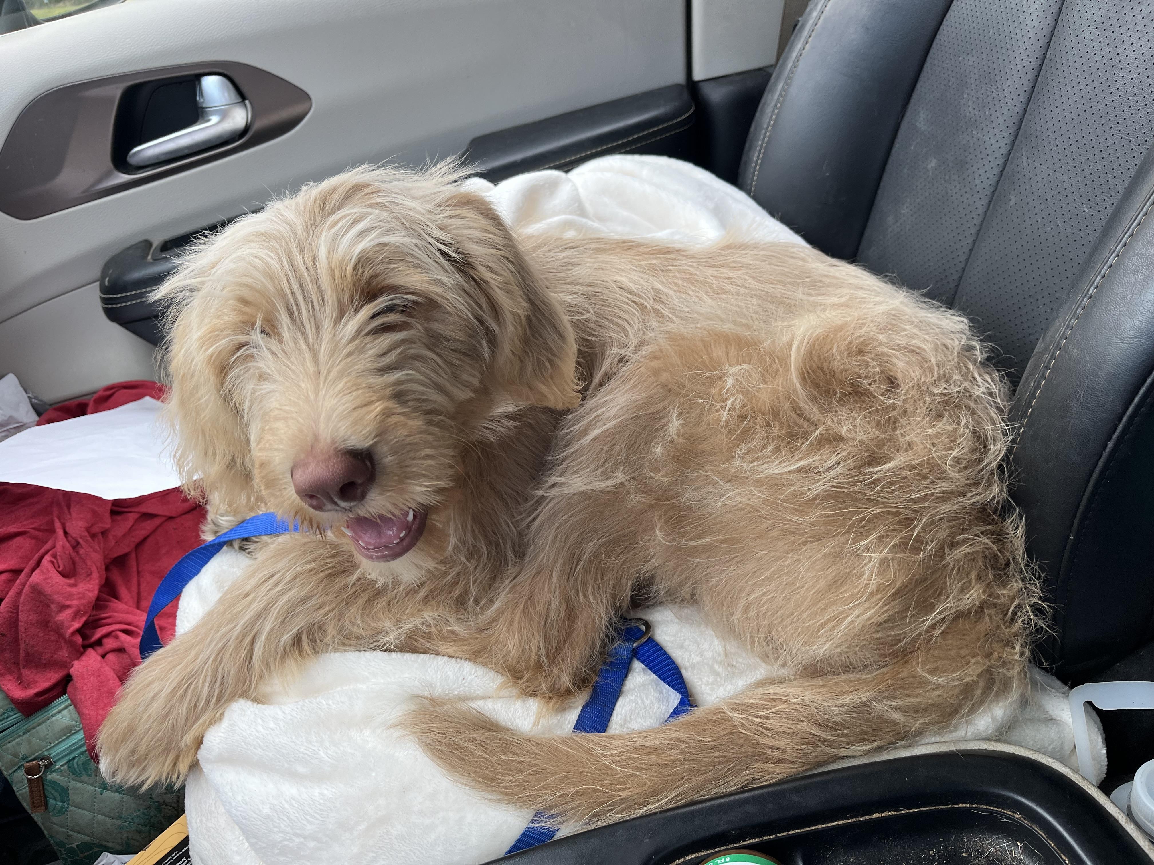 Enlarge Lilly.  VIDEO. (Fluffy and Fun), a Adoptable mixed breed in Mt laurel Township, NJ image 3/5