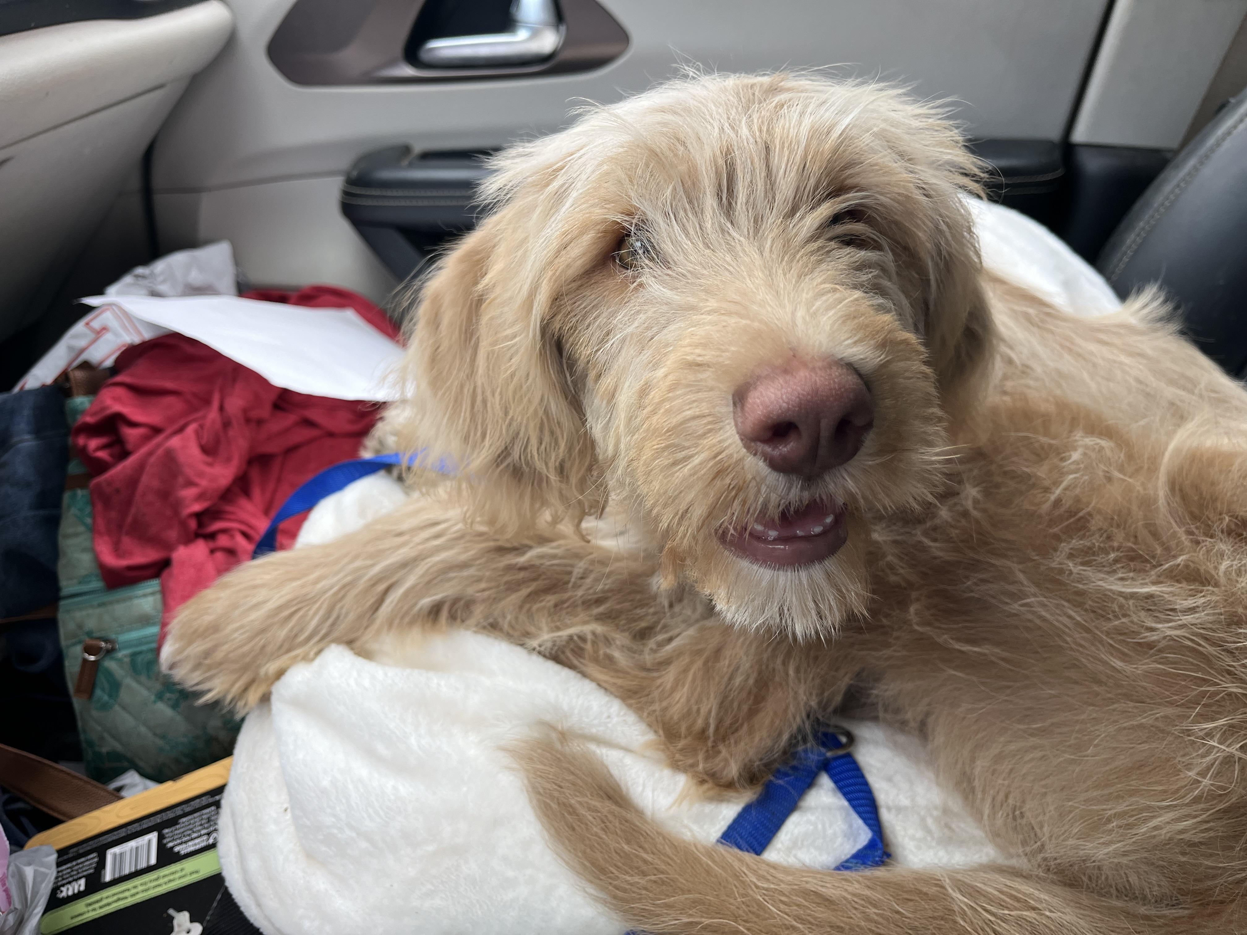 Enlarge Lilly.  VIDEO. (Fluffy and Fun), a Adoptable mixed breed in Mt laurel Township, NJ image 4/5