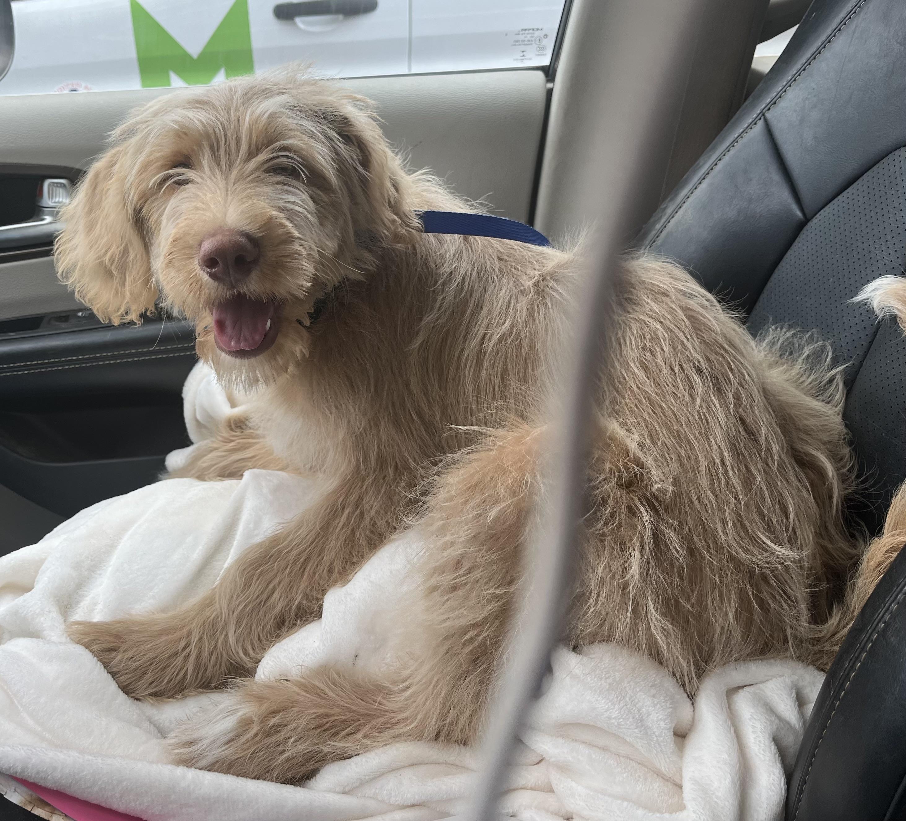 Enlarge Lilly.  VIDEO. (Fluffy and Fun), a Adoptable mixed breed in Mt laurel Township, NJ image 2/5