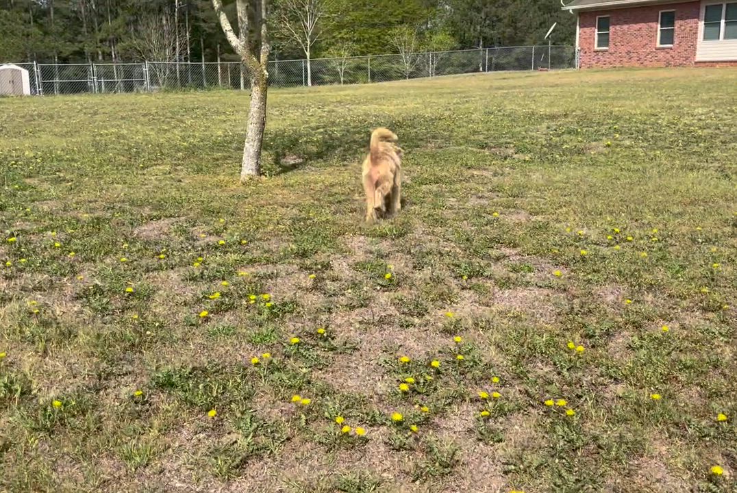 Enlarge Lilly.  VIDEO. (Fluffy and Fun), a Adoptable mixed breed in Mt laurel Township, NJ video 5/5