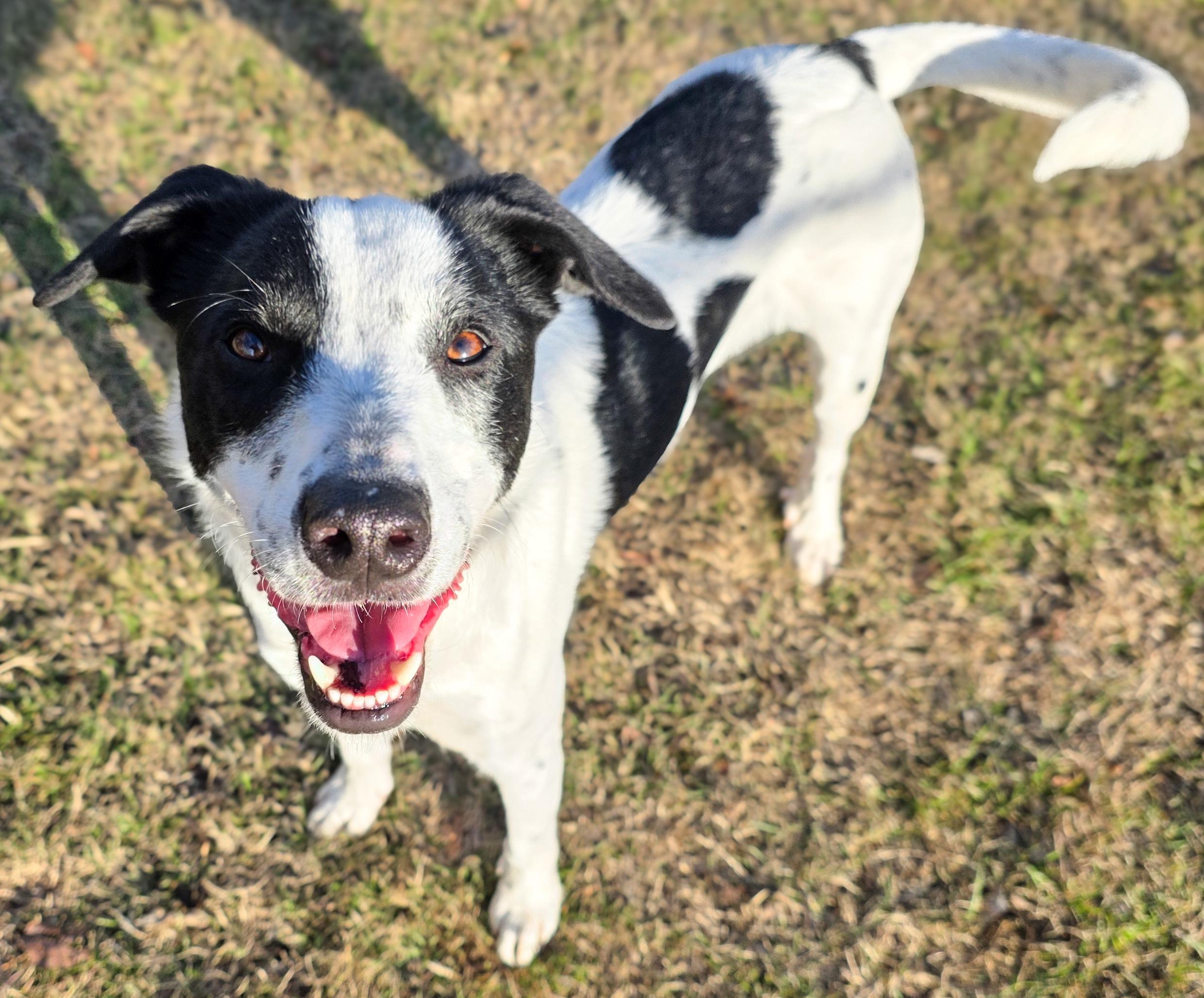 Enlarge Clarissa, a Adoptable mixed breed in Ridgefield, NJ image 6/6