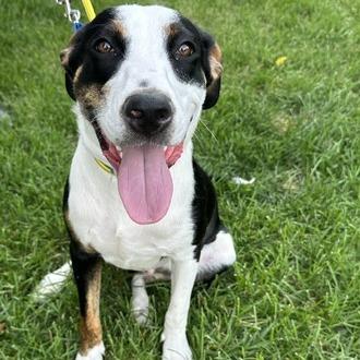 Kylar, Adoptable, Young Male Greater Swiss Mountain Dog.