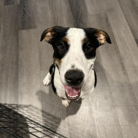 Enlarge Kylar, a Adoptable Greater Swiss Mountain Dog in Staten Island, NY image 2/6