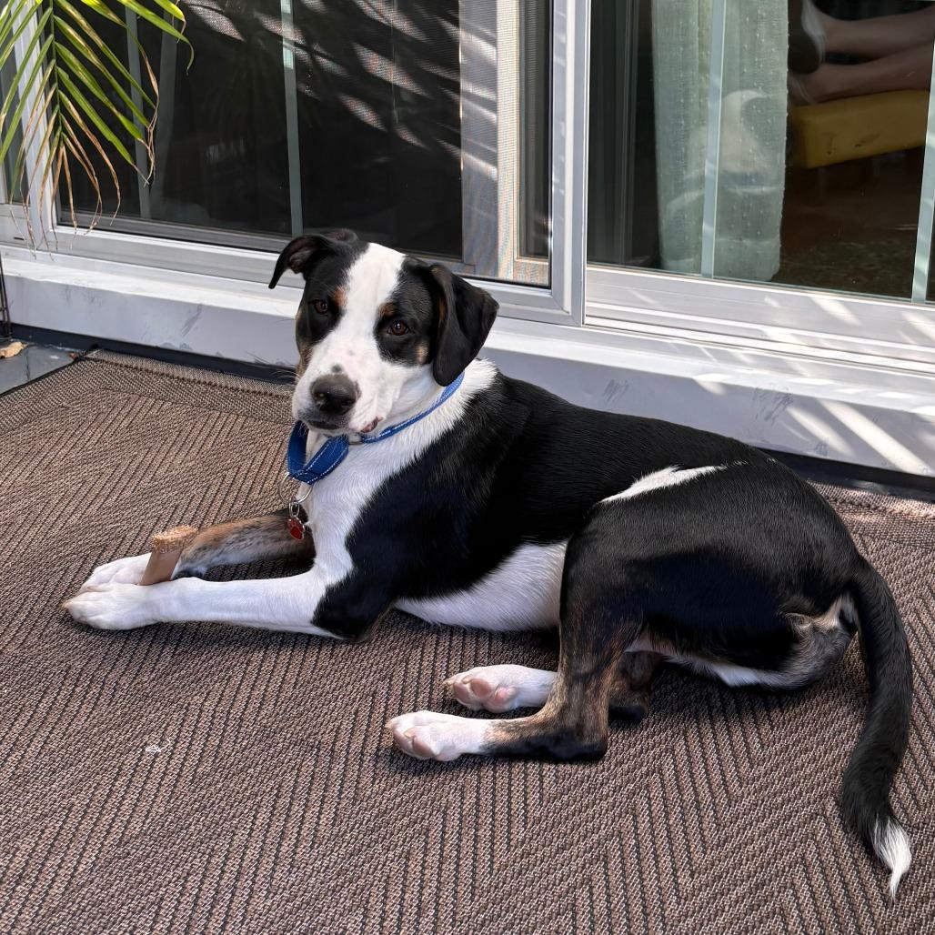Enlarge Kylar, a Adoptable Greater Swiss Mountain Dog in Staten Island, NY image 3/6