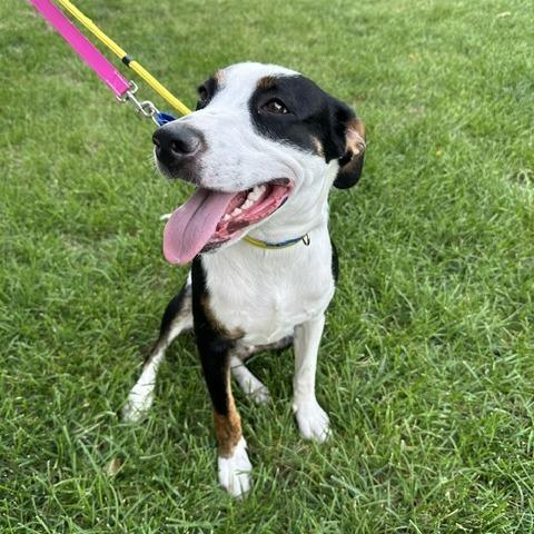 Enlarge Kylar, a Adoptable Greater Swiss Mountain Dog in Staten Island, NY image 5/6