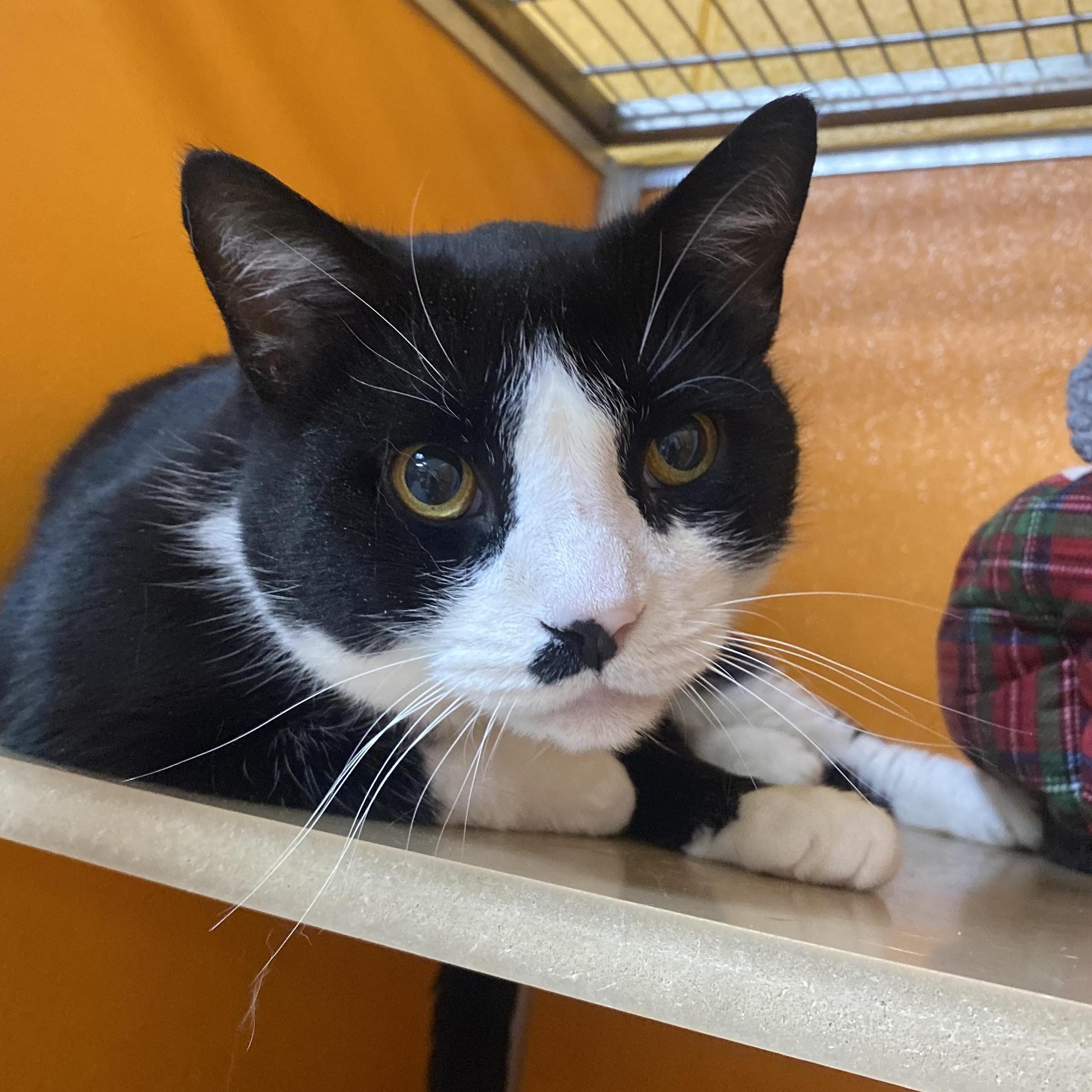 Enlarge Batman, an adoptable Domestic Short Hair in Elyria, OH image 2/3