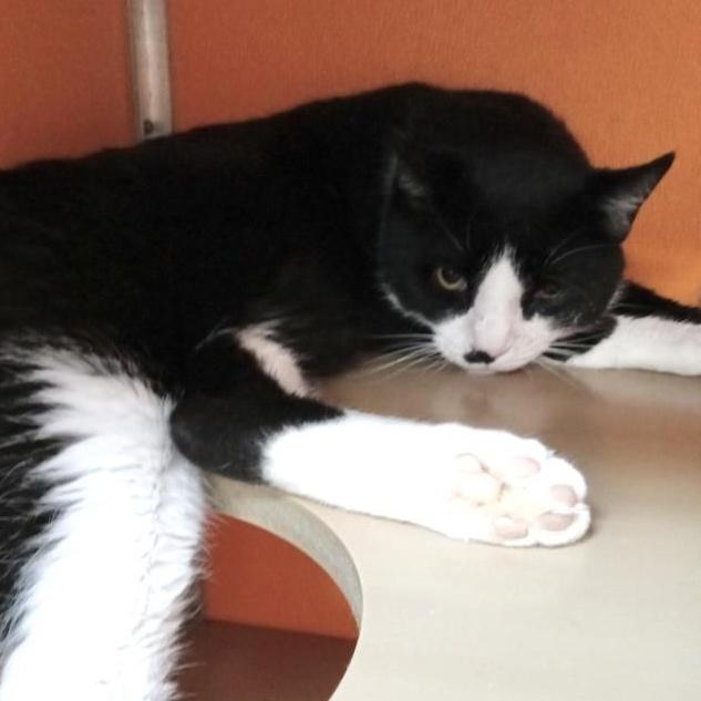 Enlarge Batman, an adoptable Domestic Short Hair in Elyria, OH image 3/3