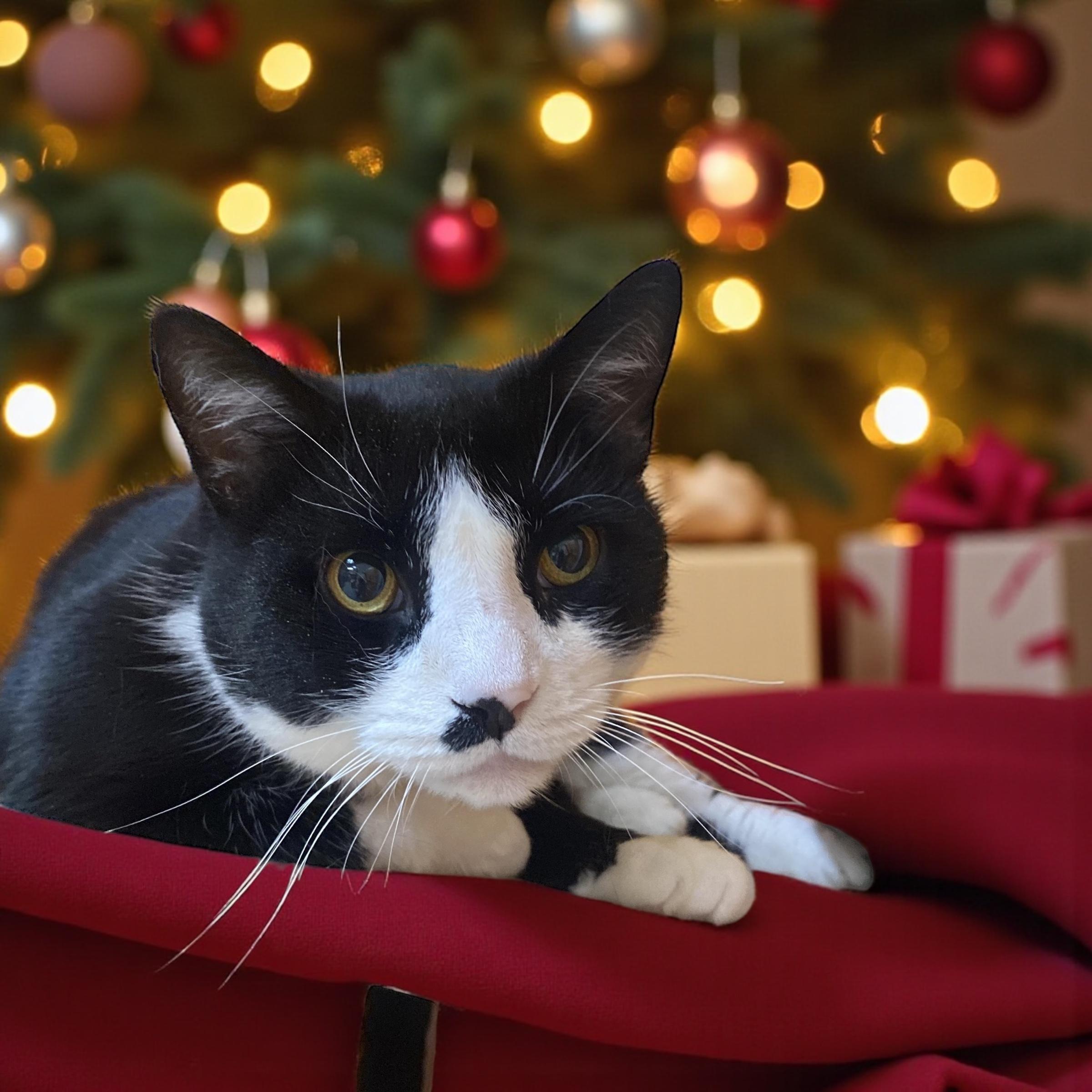 Enlarge Batman, an adoptable Domestic Short Hair in Elyria, OH image 1/3