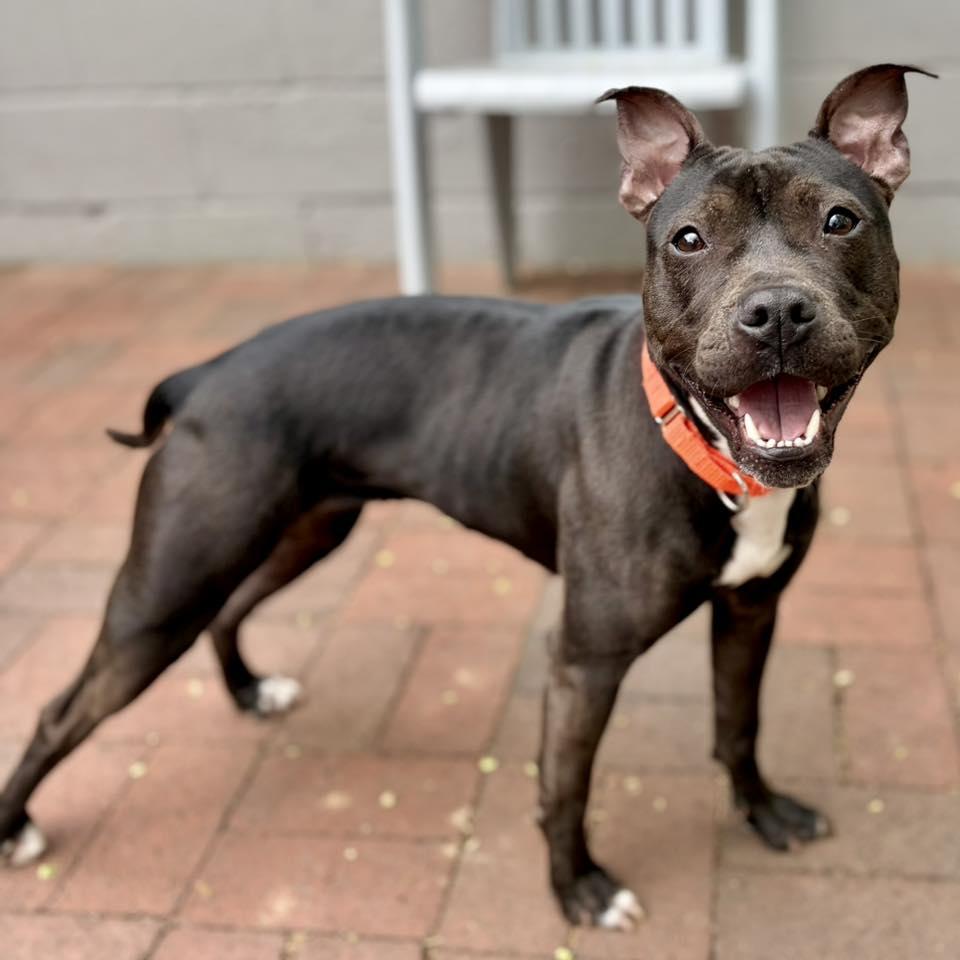Enlarge Becky, a Adoptable Pit Bull Terrier in Whitehall, PA image 1/3