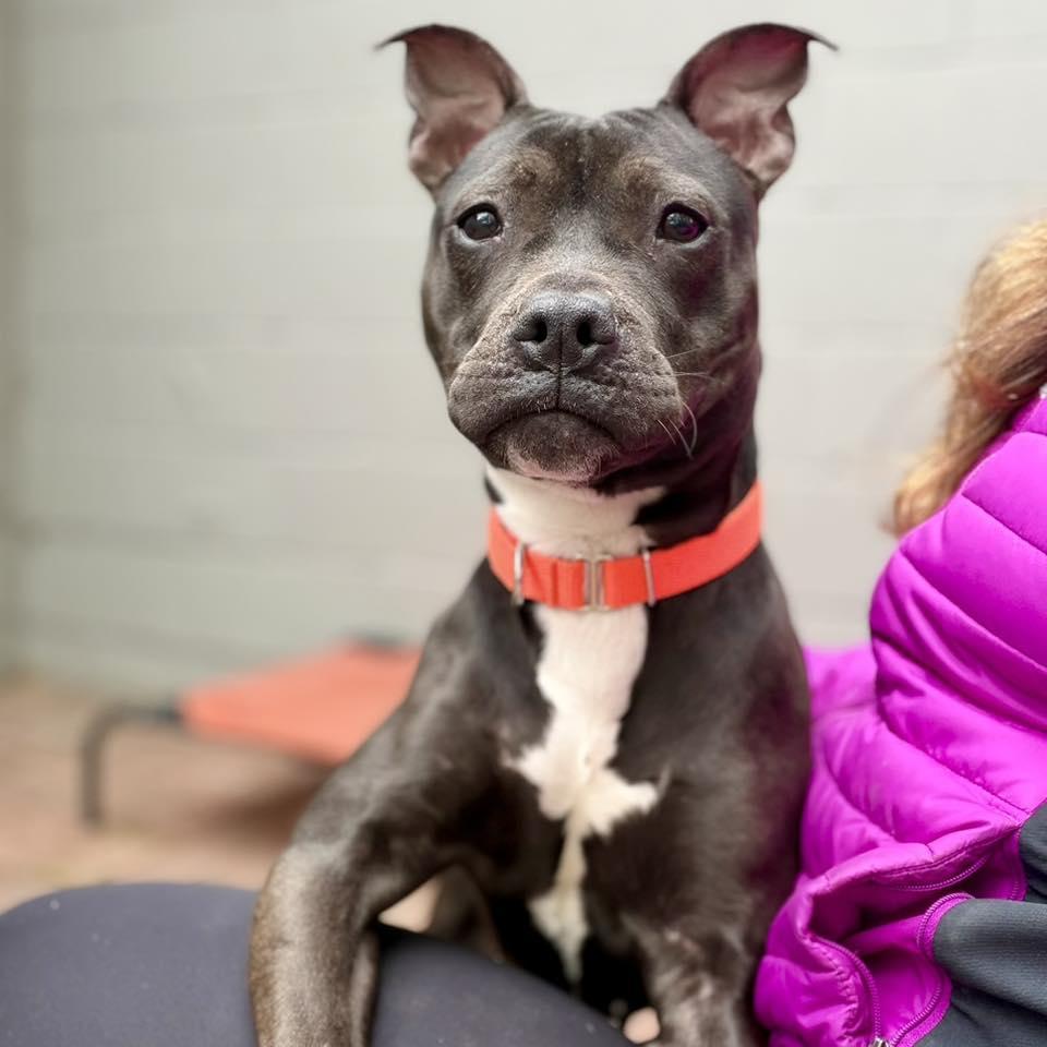 Enlarge Becky, a Adoptable Pit Bull Terrier in Whitehall, PA image 3/3