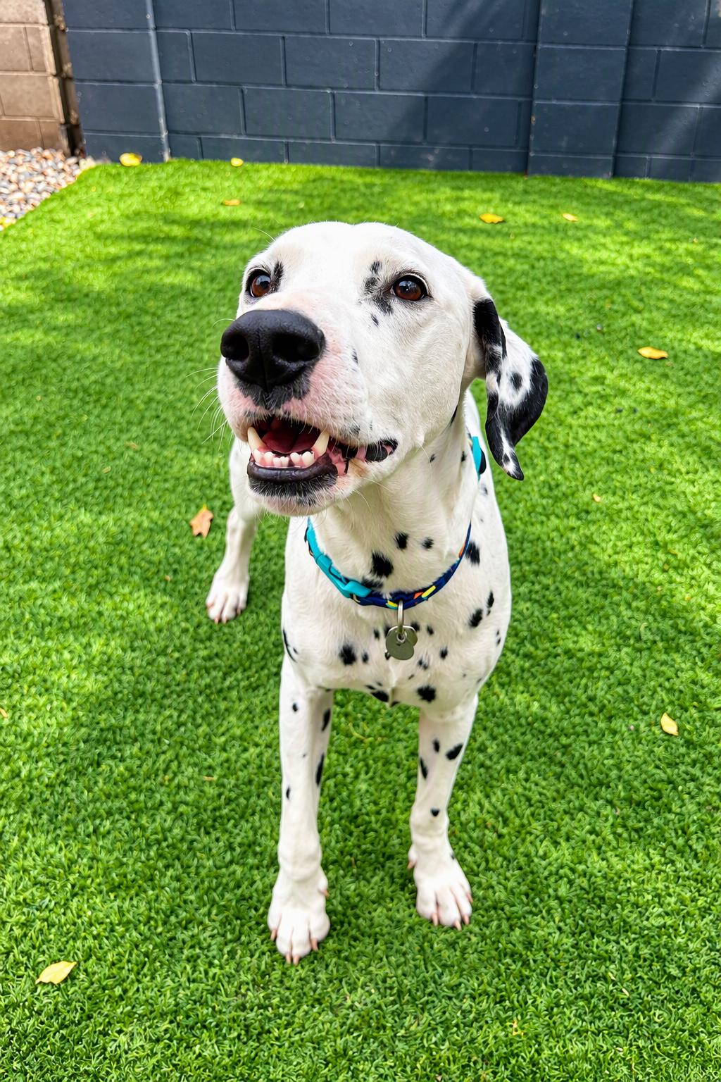 Enlarge Spot-Phoenix, AZ, a Adoptable Dalmatian in Phoenixi, AZ image 3/5