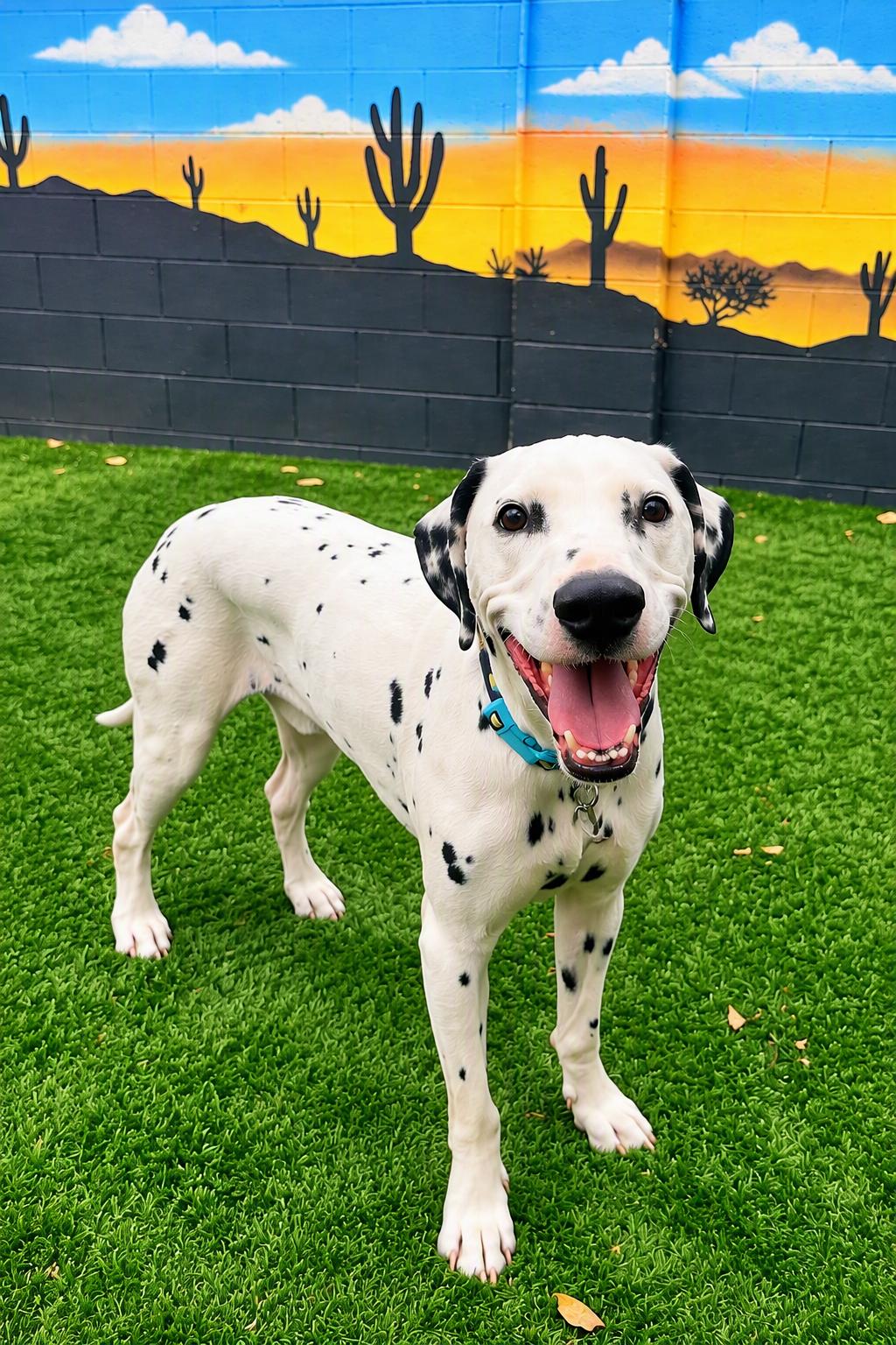 Spot-Phoenix, AZ, Adoptable, Adult Male Dalmatian.