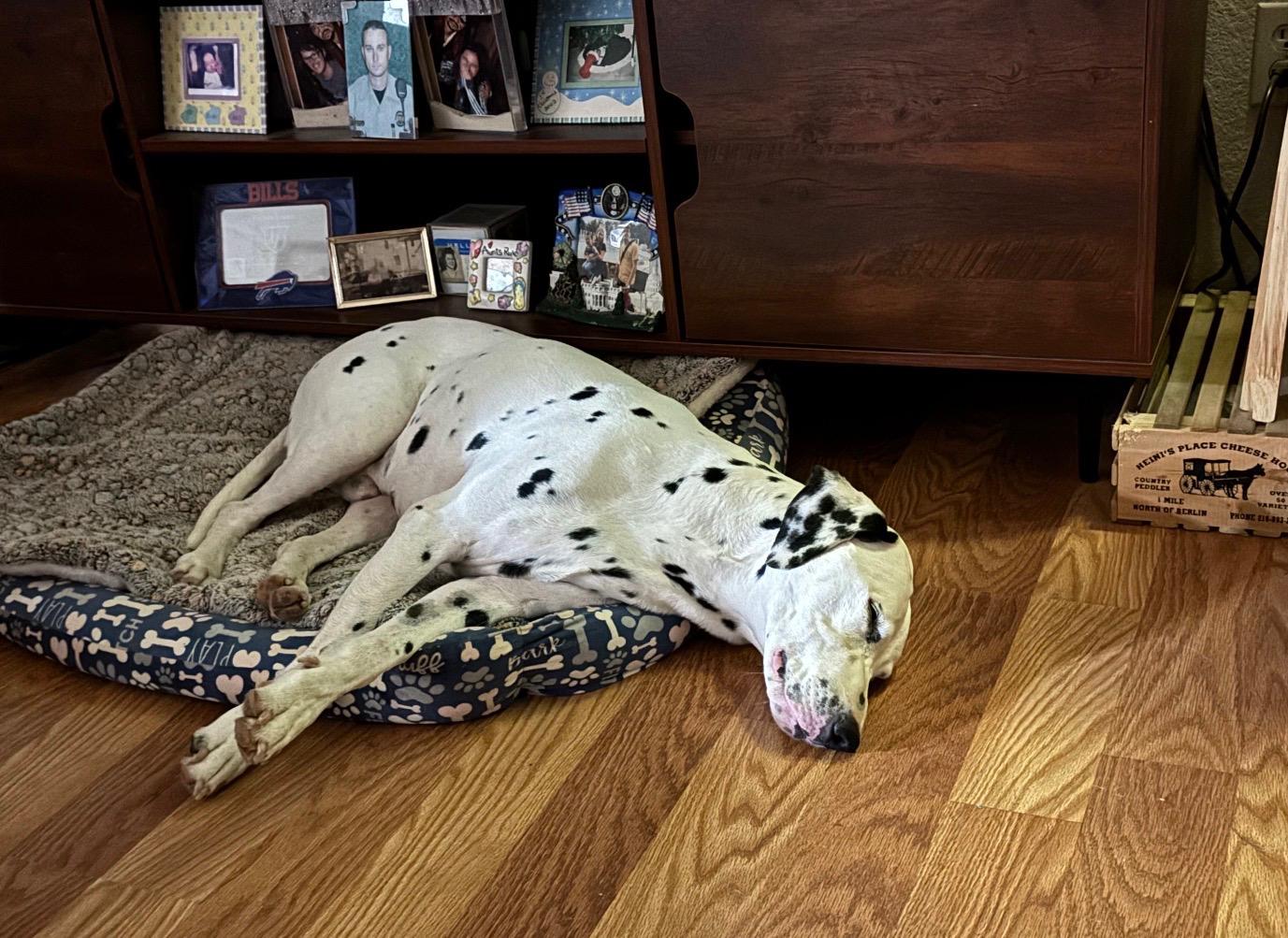 Enlarge Spot-Phoenix, AZ, a Adoptable Dalmatian in Phoenixi, AZ image 4/5