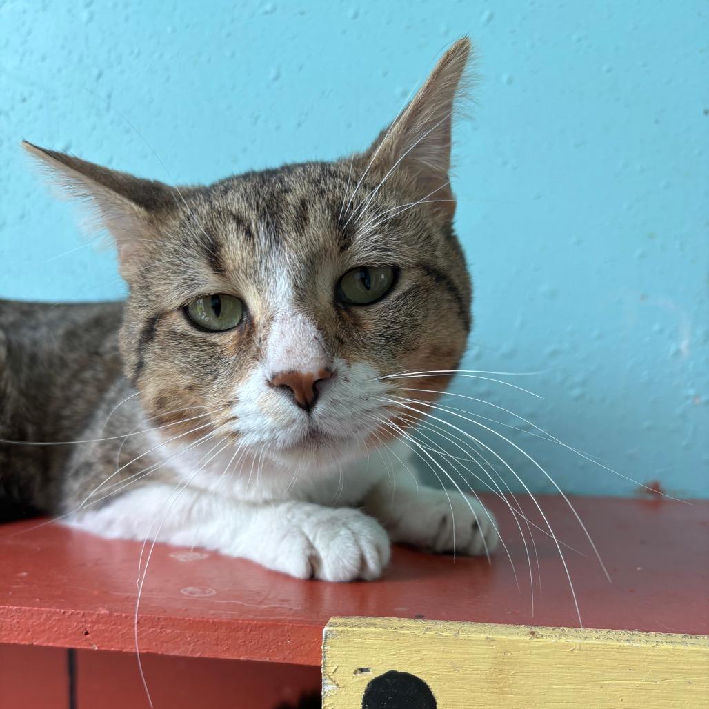 Enlarge Houdini, a Adoptable American Shorthair in West Des Moines, IA image 1/4