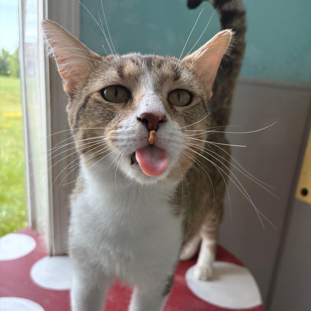 Houdini, a Adoptable American Shorthair in West Des Moines, IA image 2/4