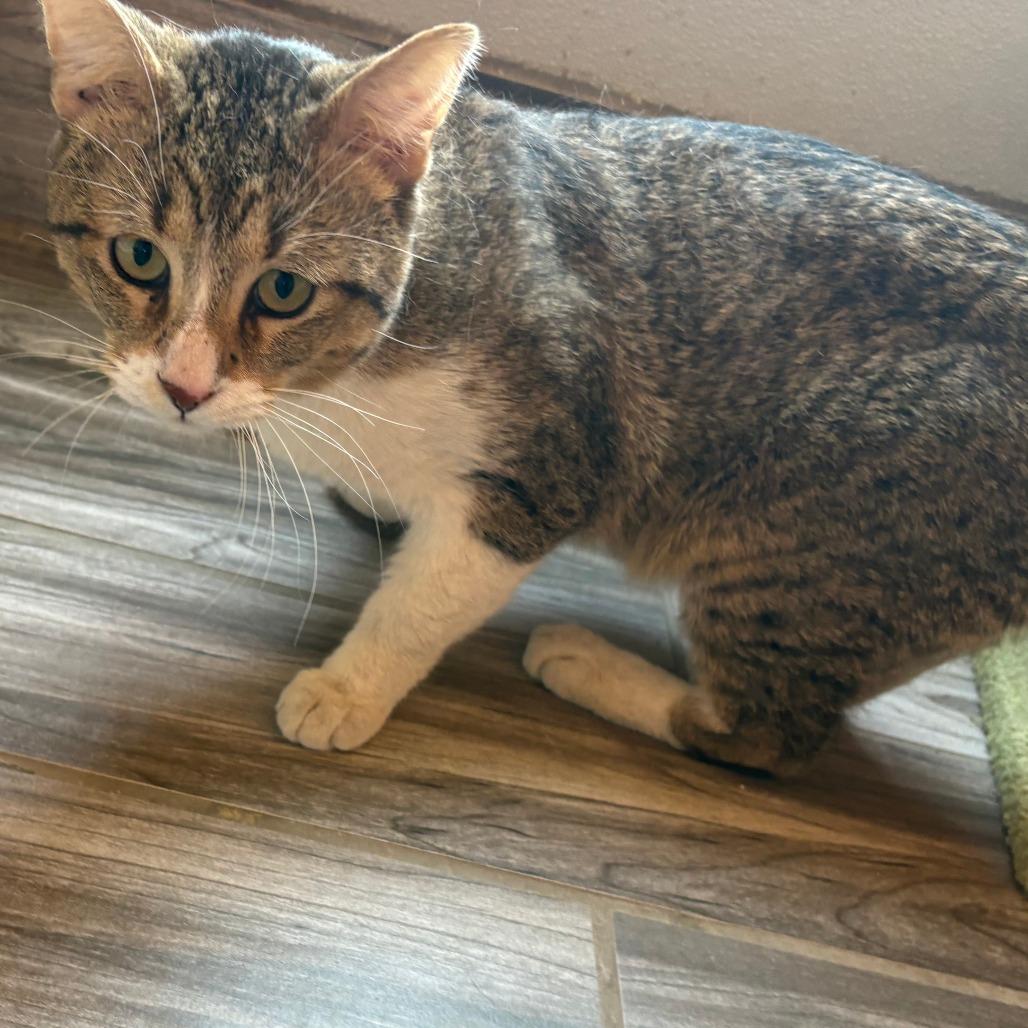 Enlarge Houdini, a Adoptable American Shorthair in West Des Moines, IA image 2/4