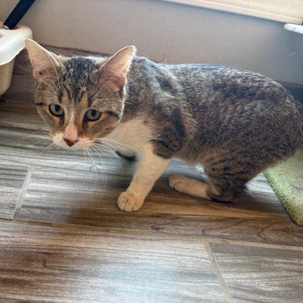 Enlarge Houdini, a Adoptable American Shorthair in West Des Moines, IA image 3/4