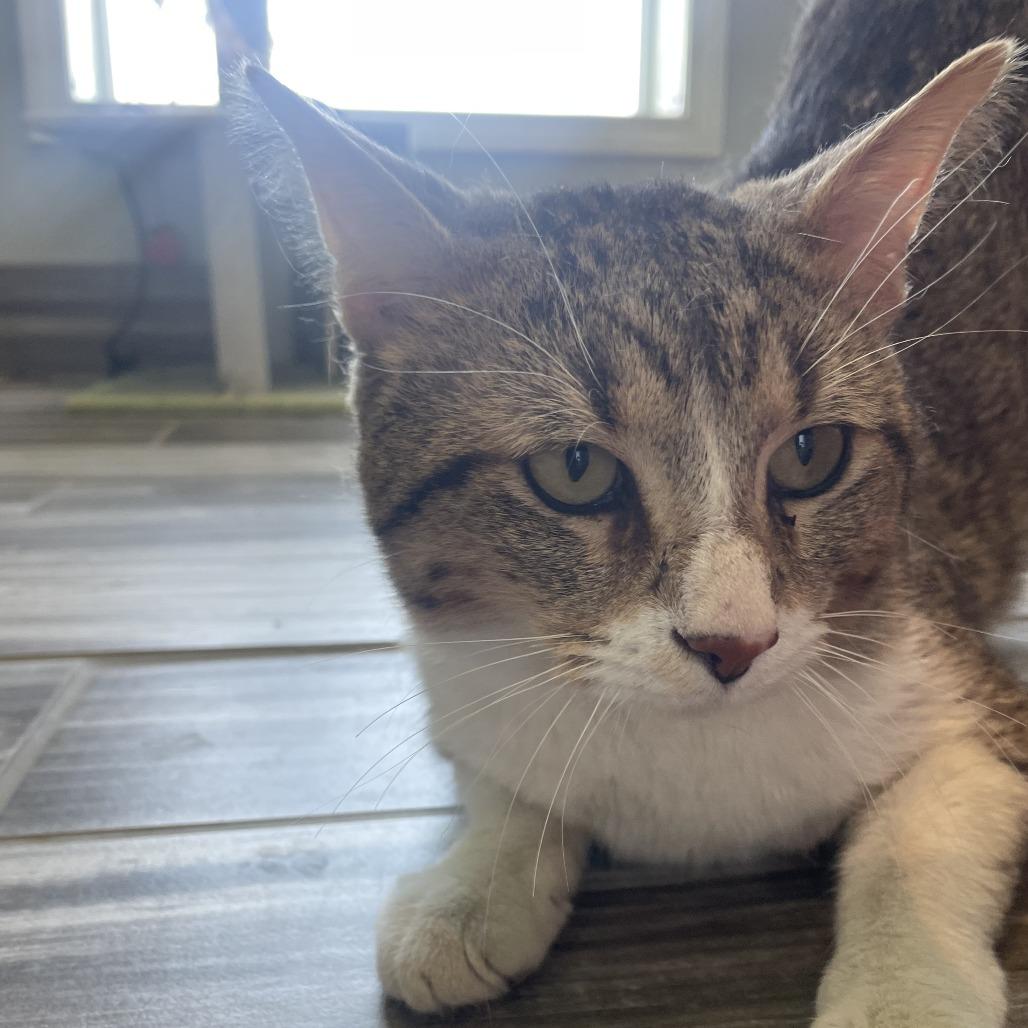 Enlarge Houdini, a Adoptable American Shorthair in West Des Moines, IA image 4/4